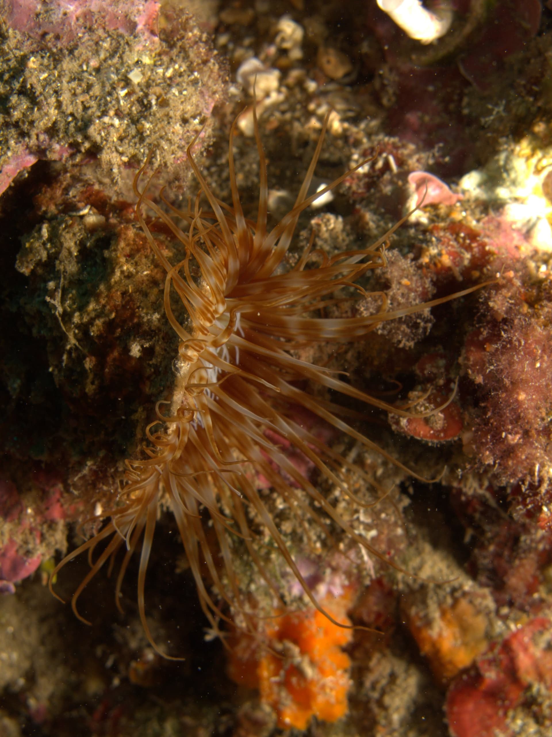 Cylinder anemone