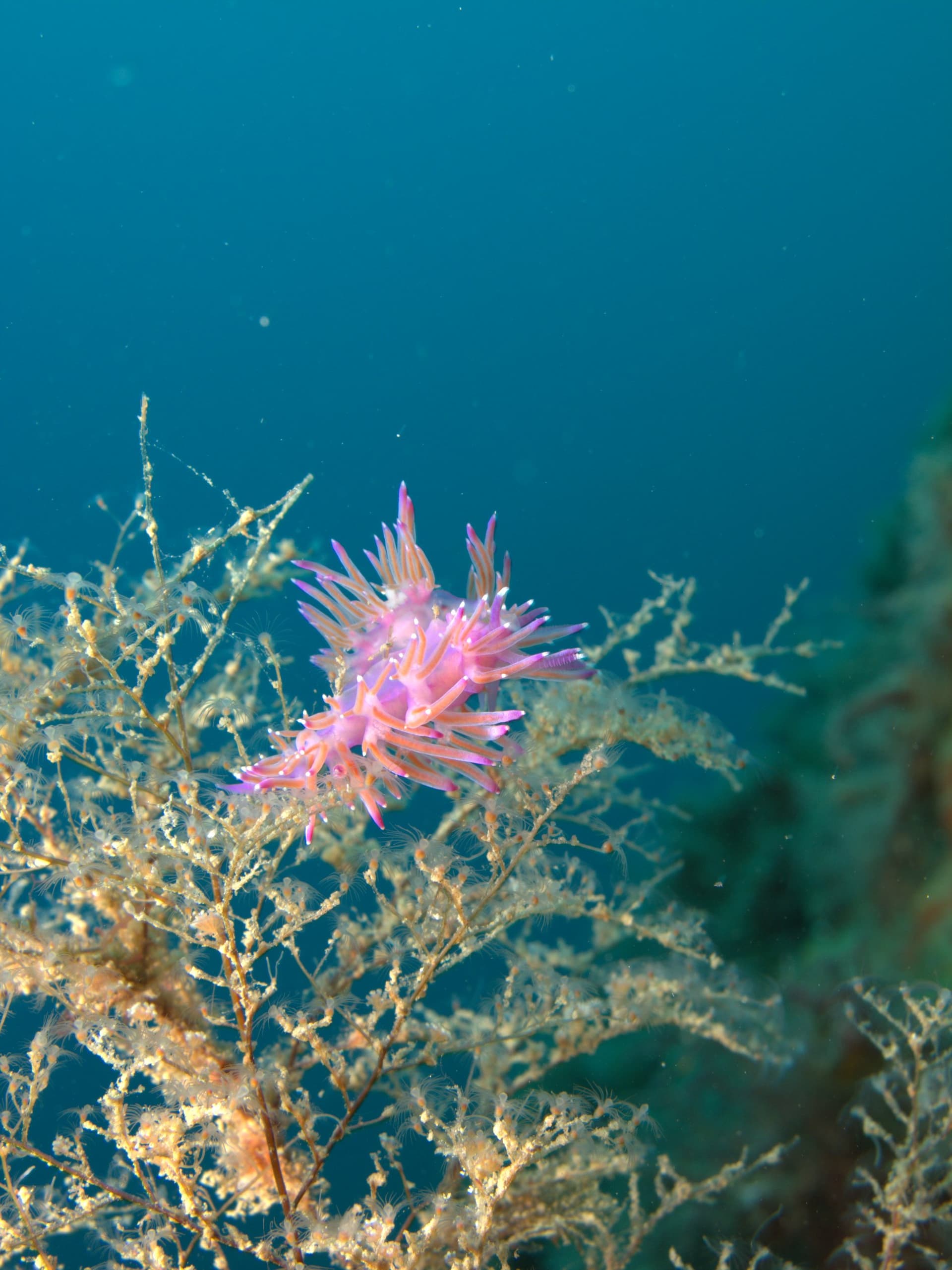 Flabellinopsis affinis