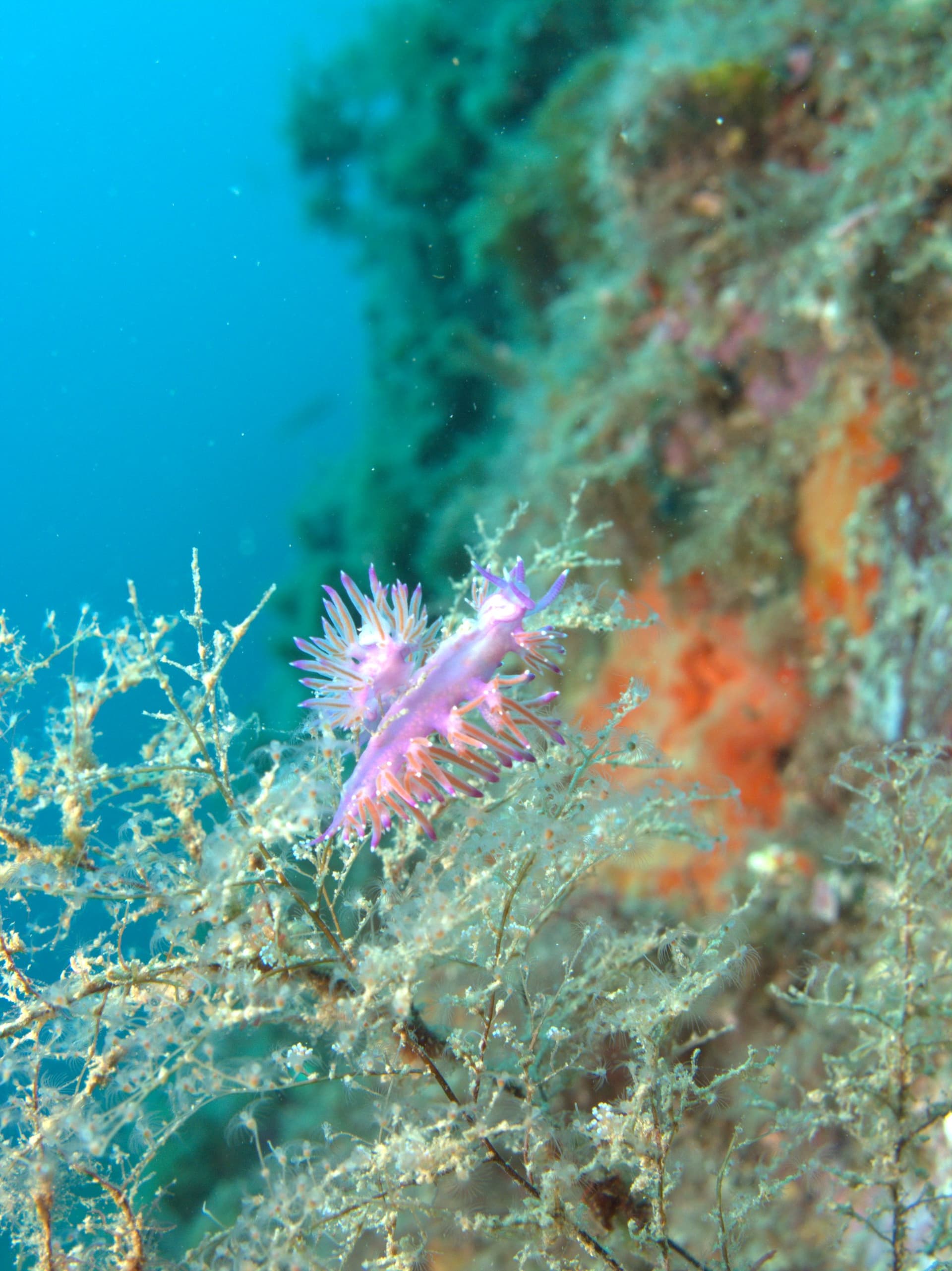 Flabellinopsis affinis
