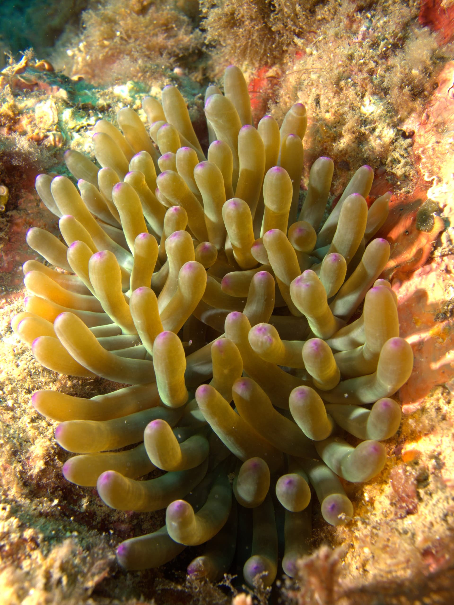 Cribrinopsis crassa