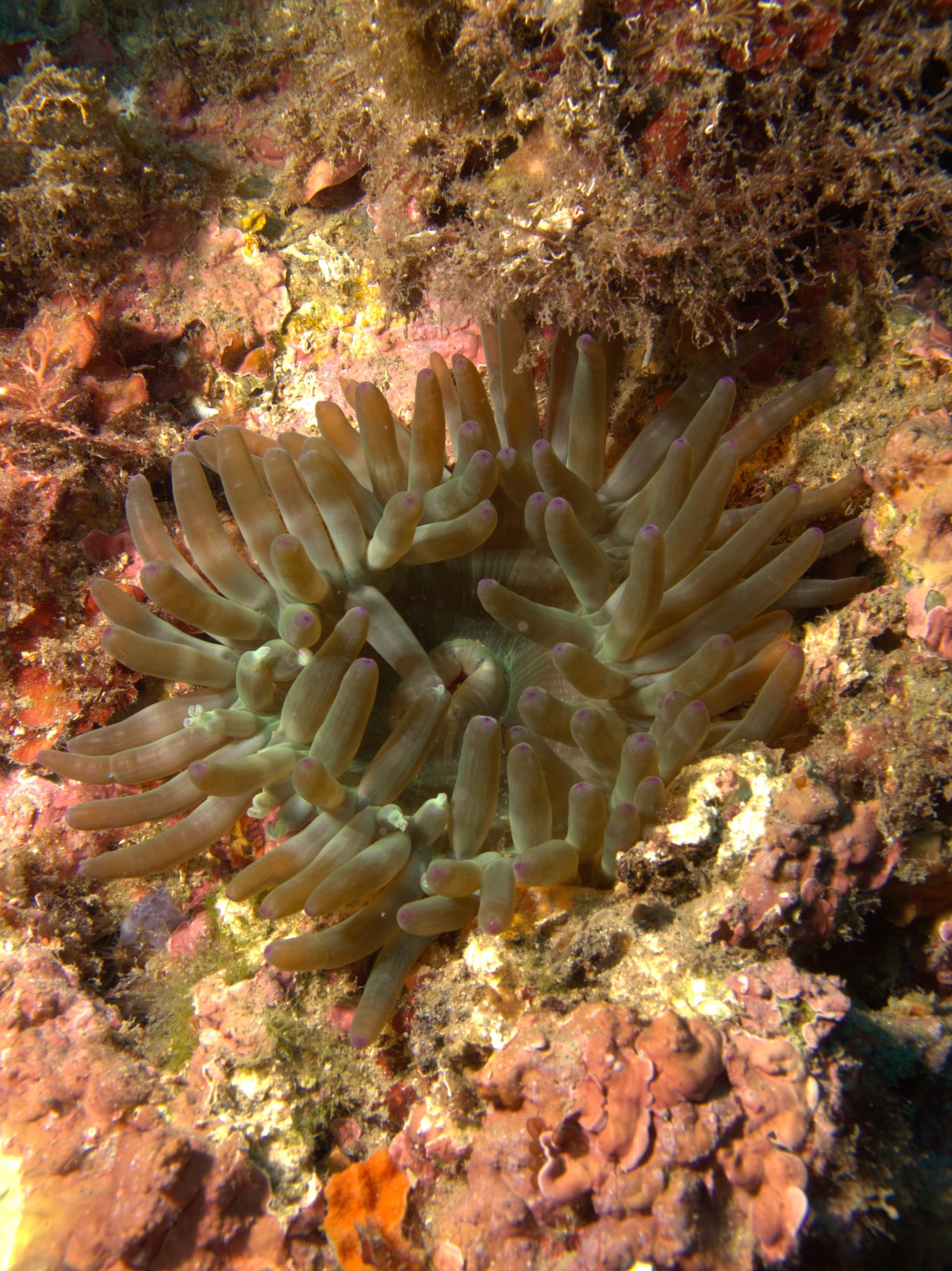 Cribrinopsis crassa