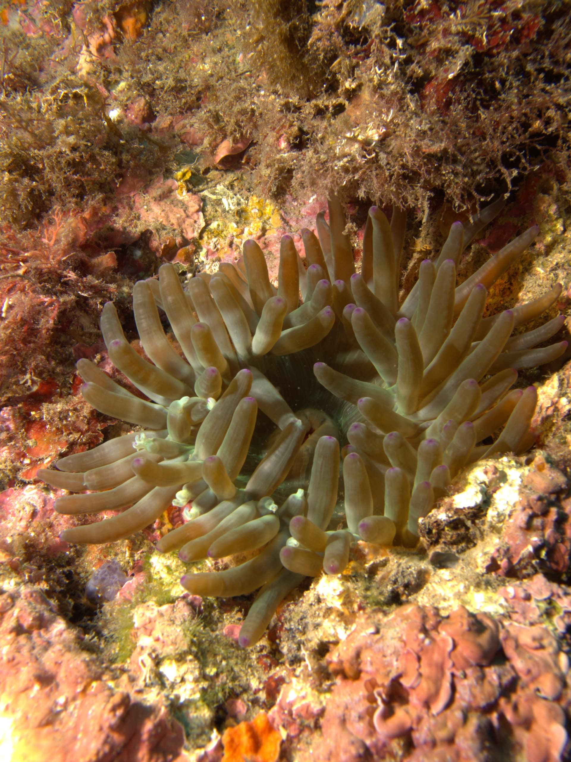 Cribrinopsis crassa