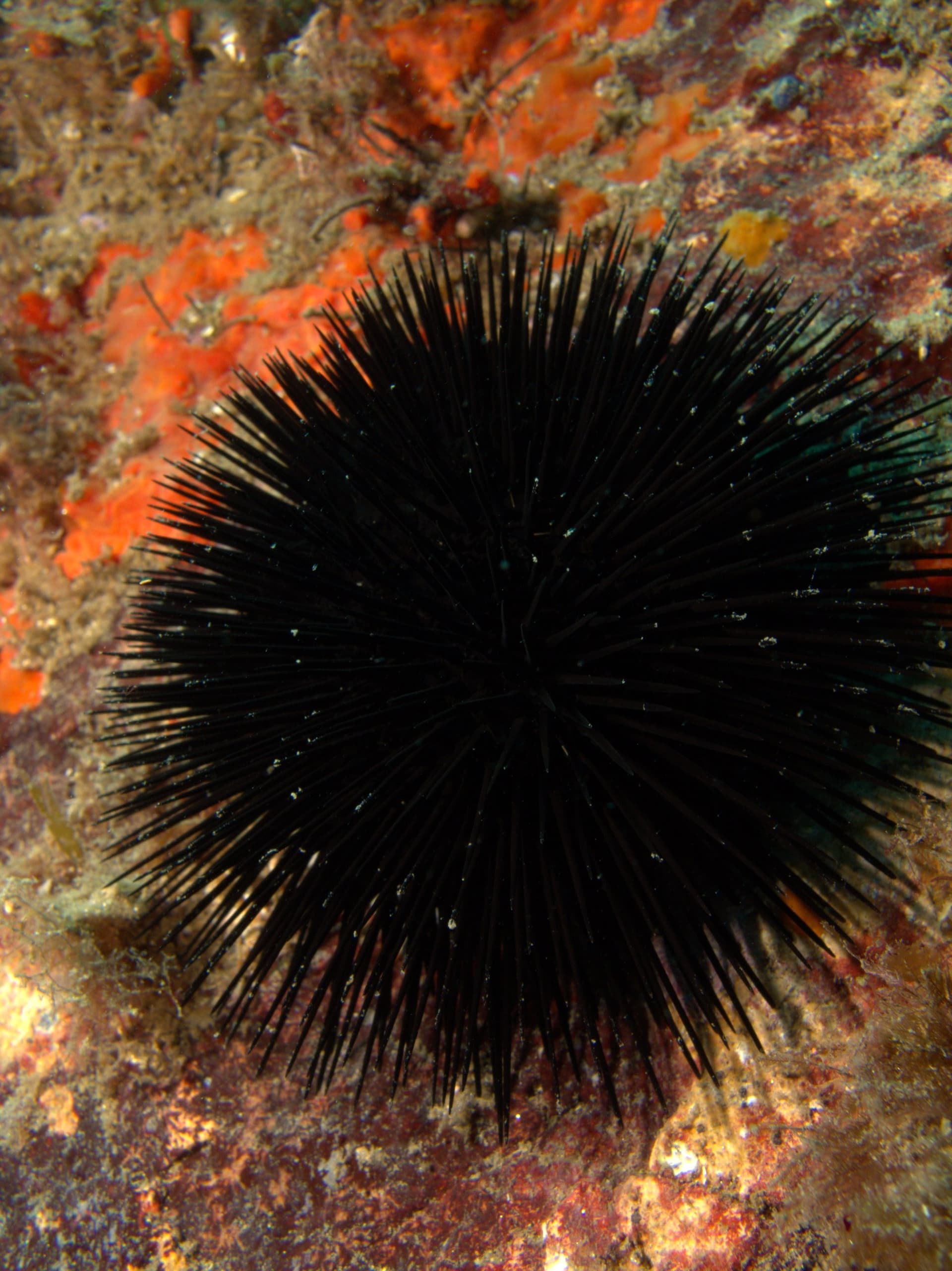 Sea urchin