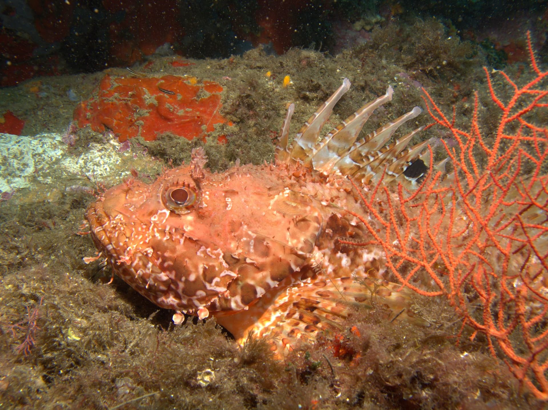 Red scorpionfish