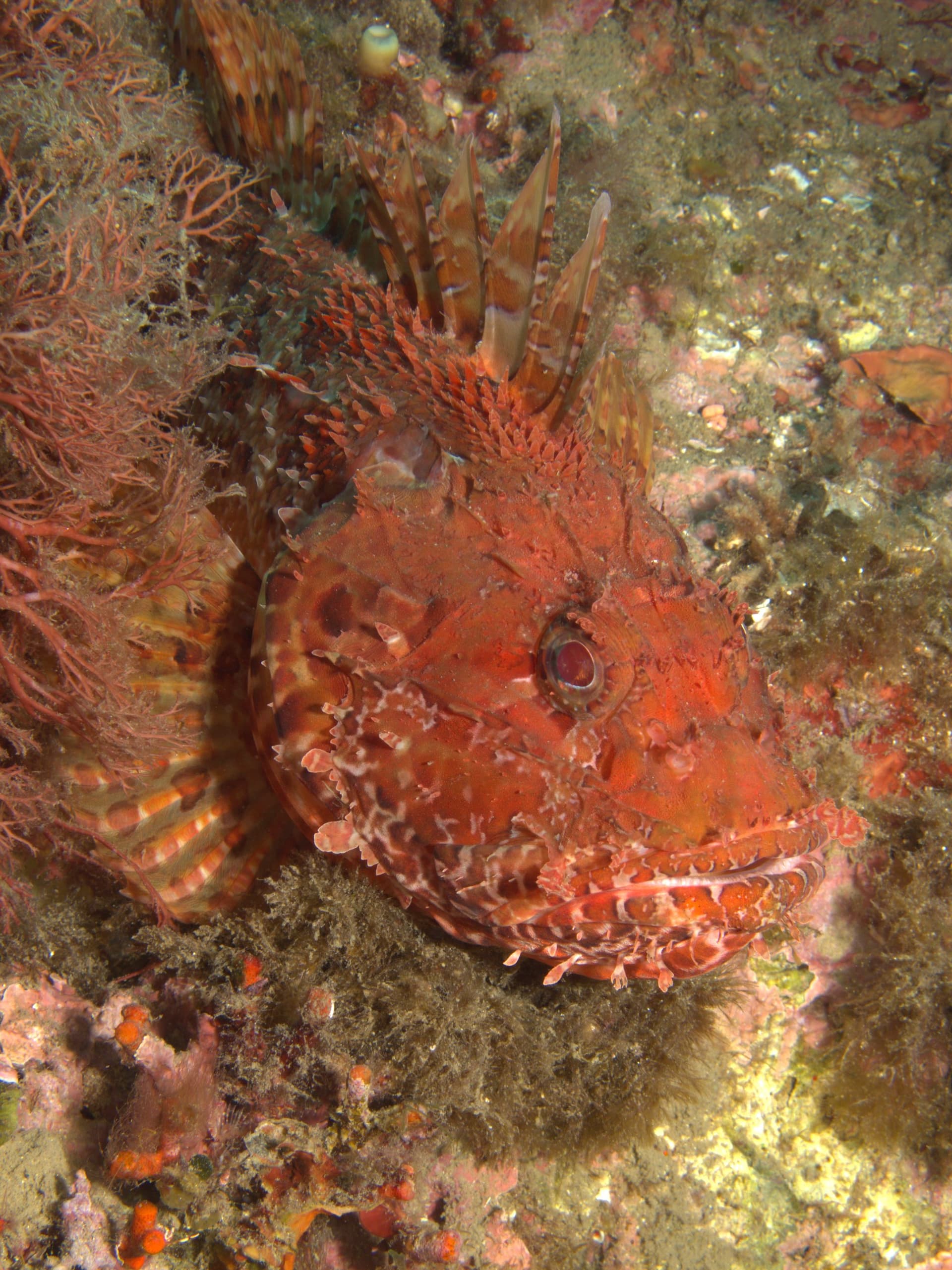 Red scorpionfish