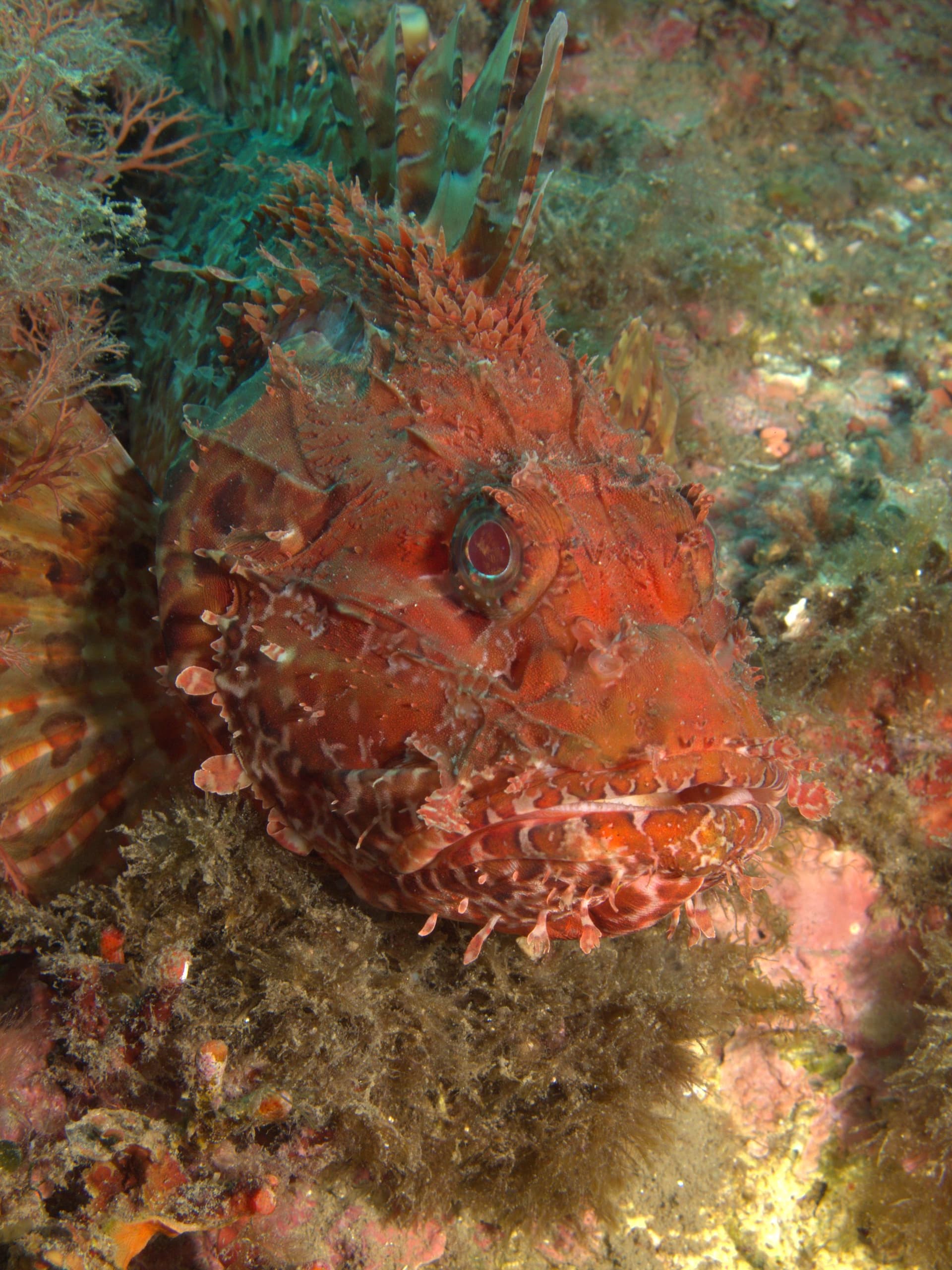 Red scorpionfish