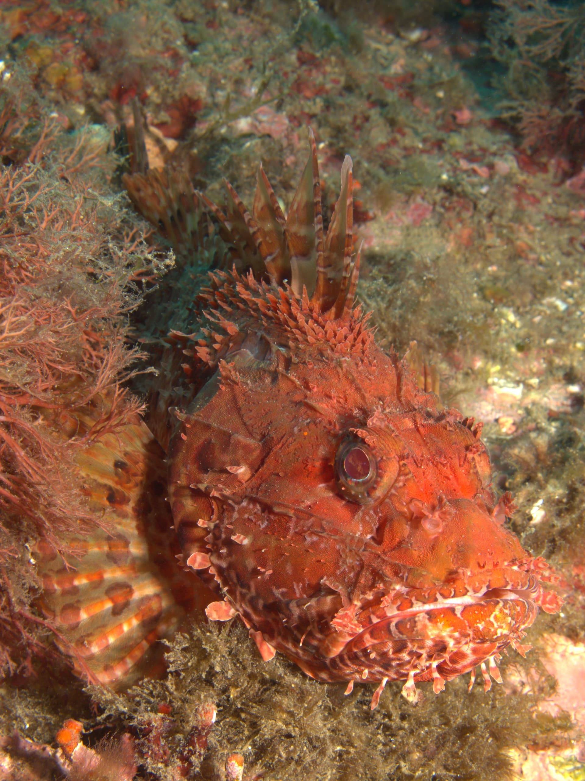 Red scorpionfish