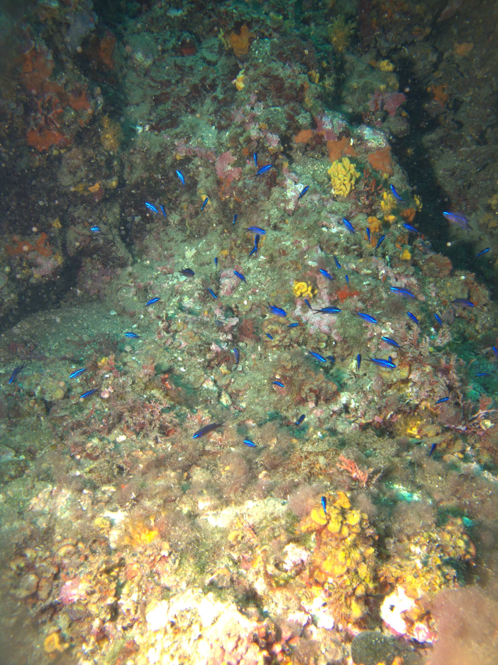 Mediterranean chromis