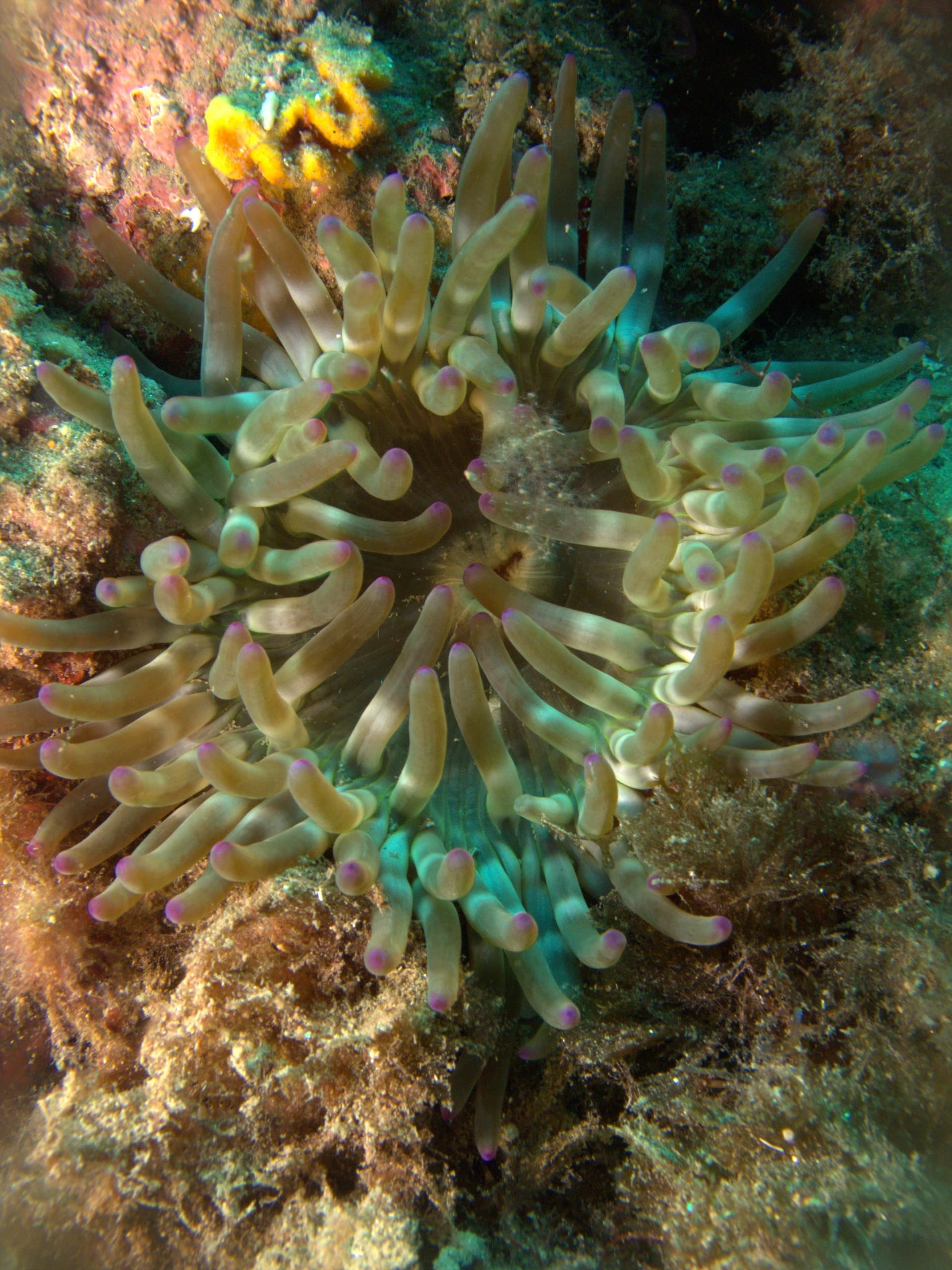 Cribrinopsis crassa