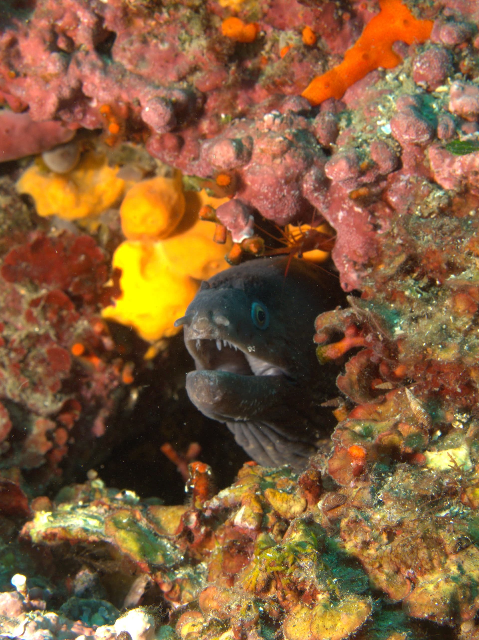 Mediterranean moray eel