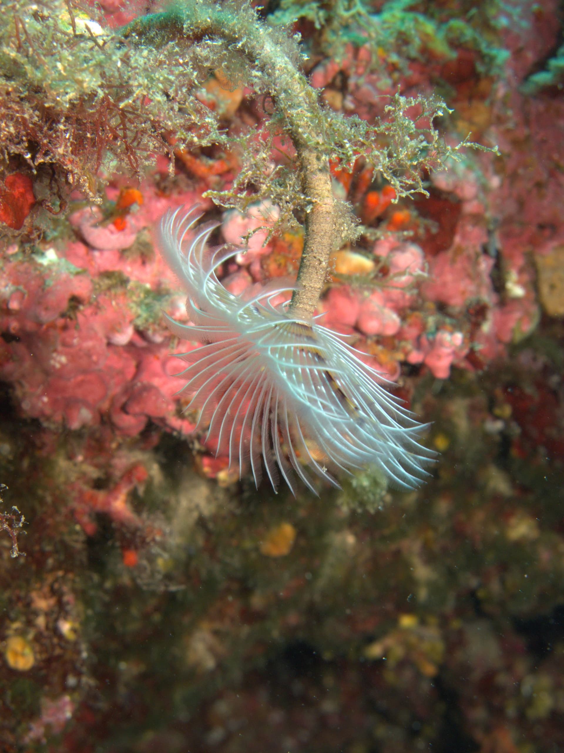 Mediterranean fanworm