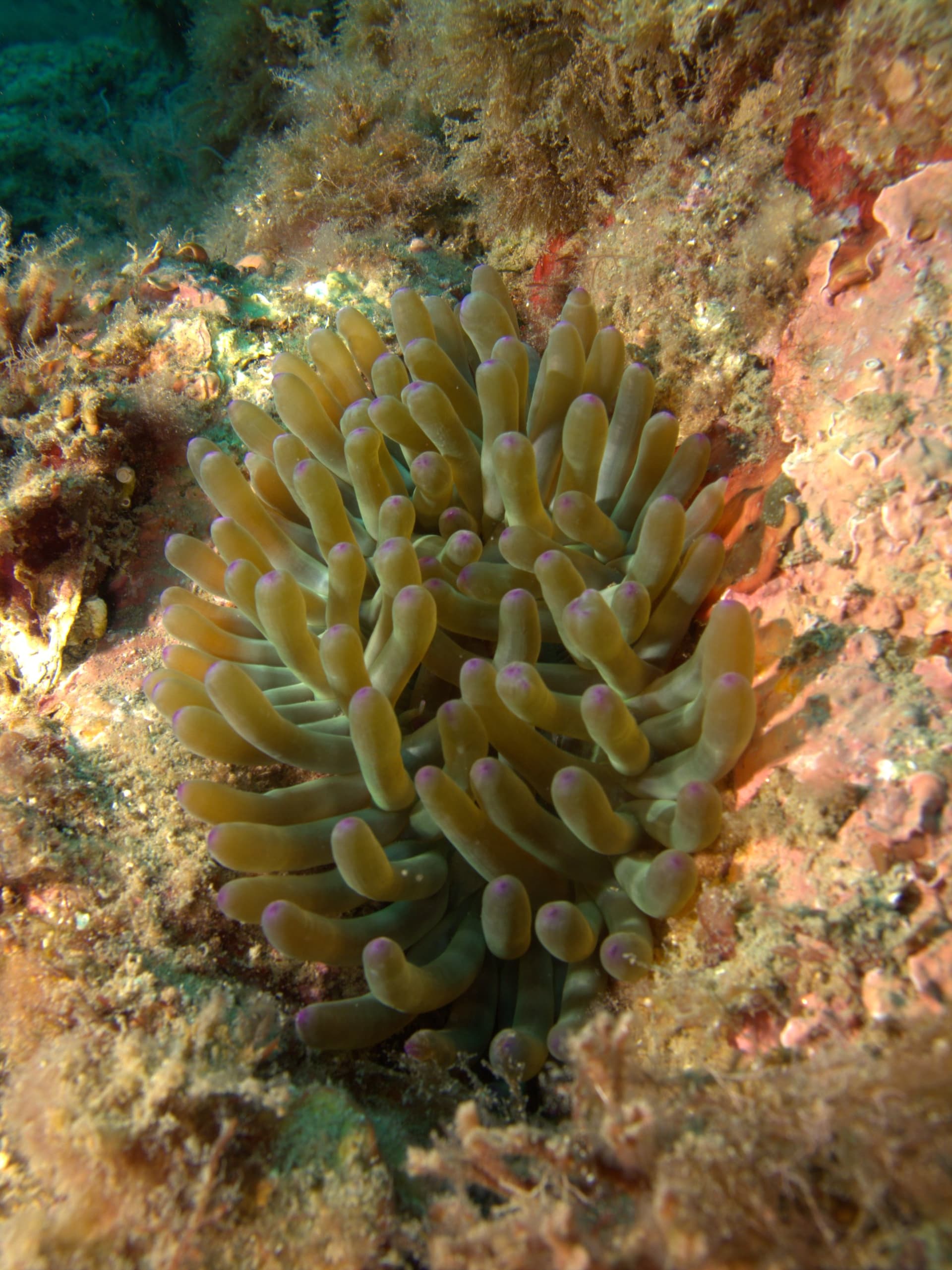 Cribrinopsis crassa