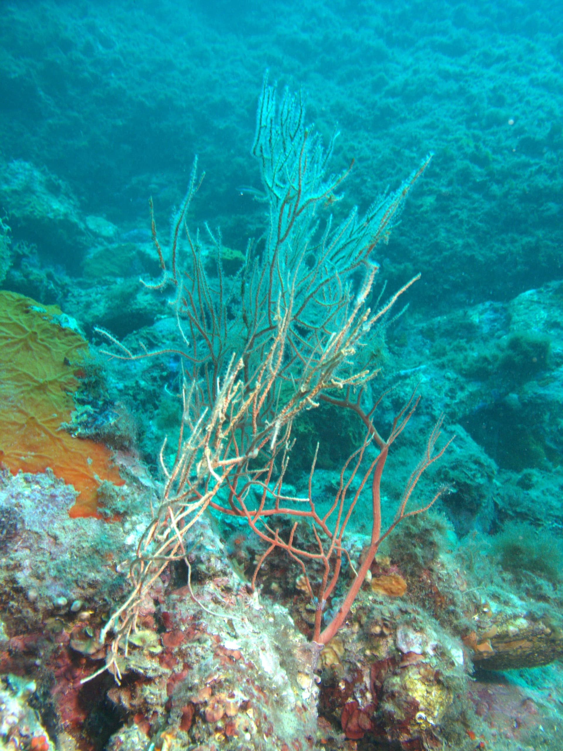 Orange gorgonian