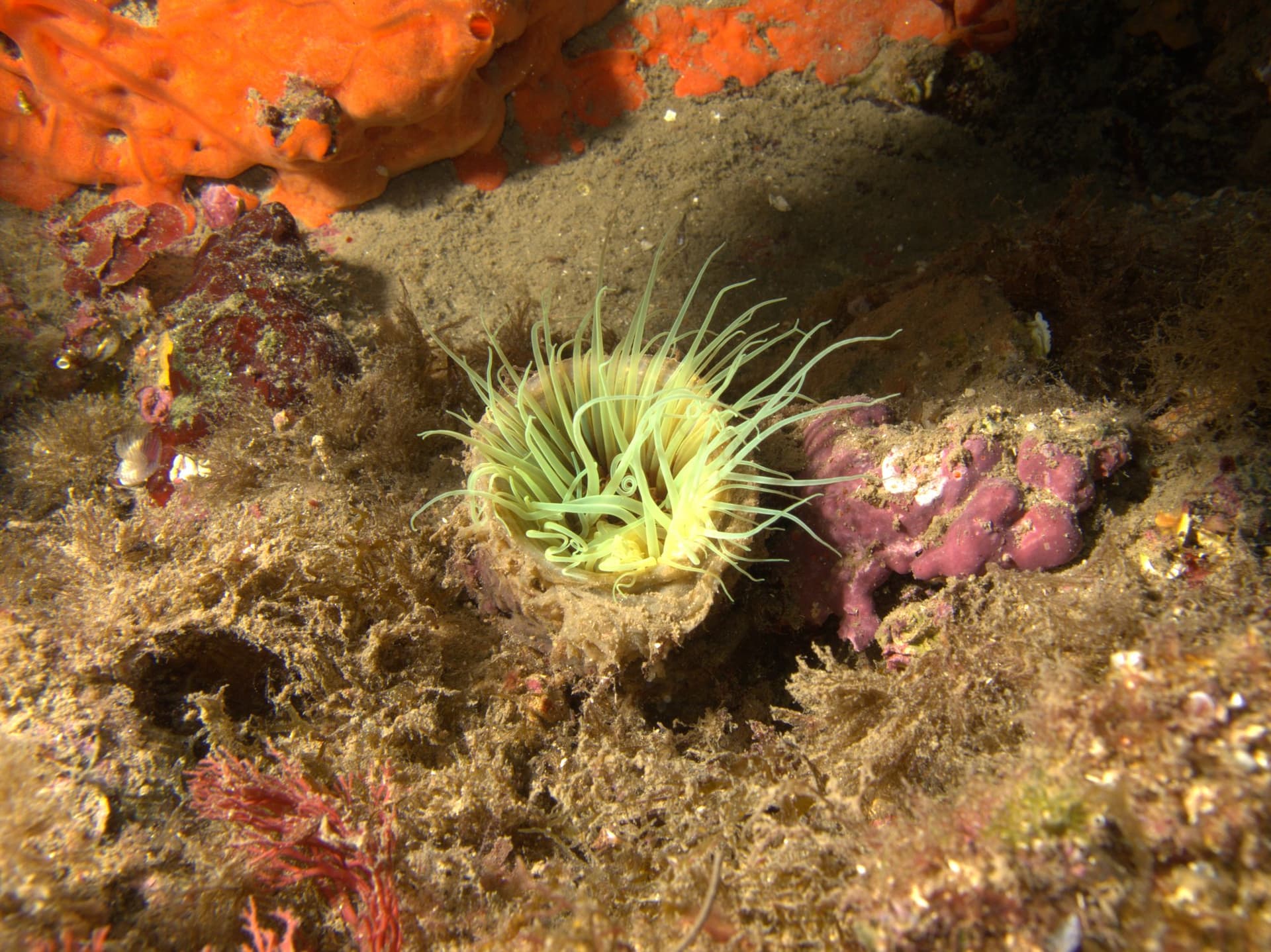 Snakelocks anemone