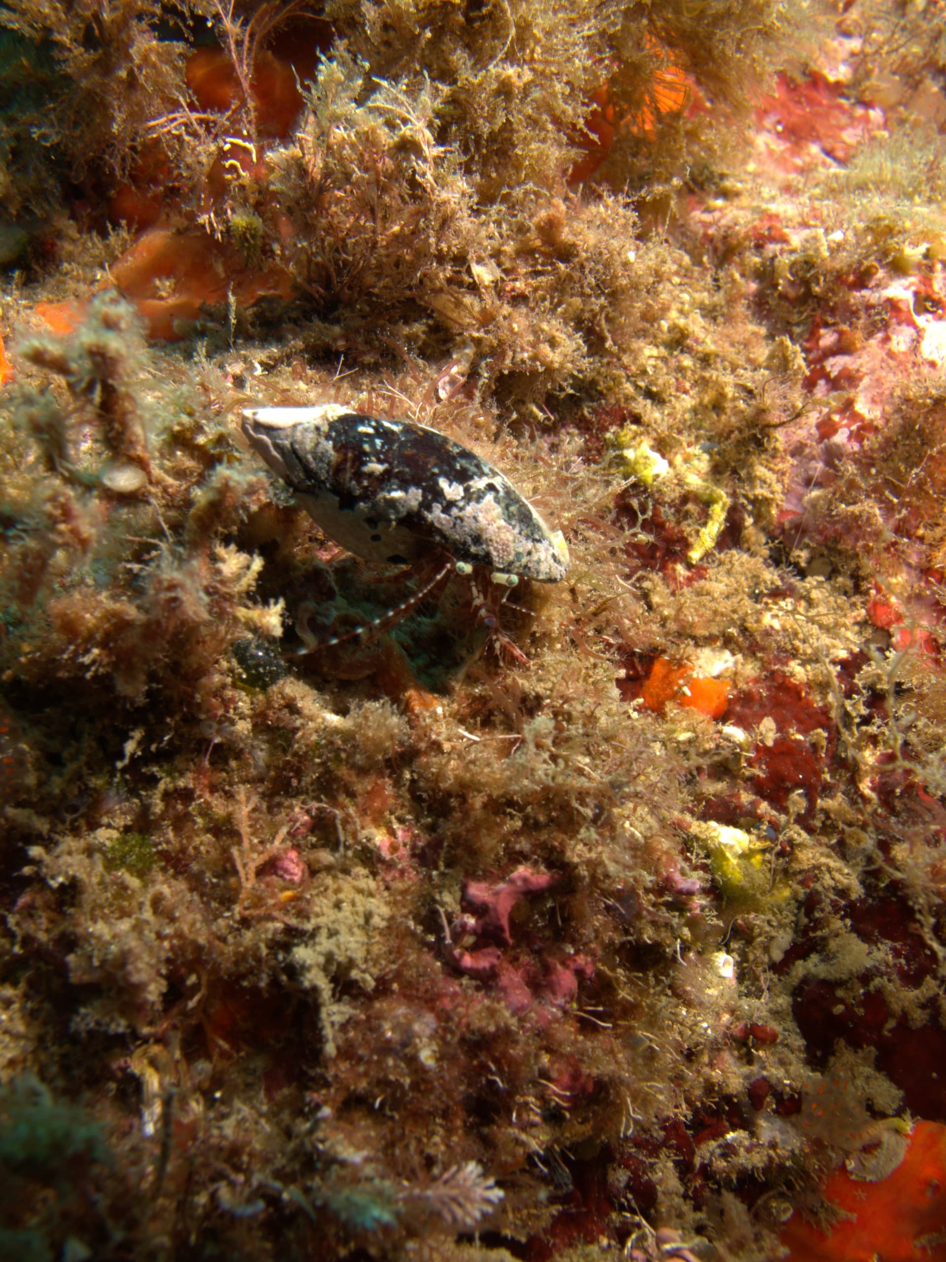 Hermit crab