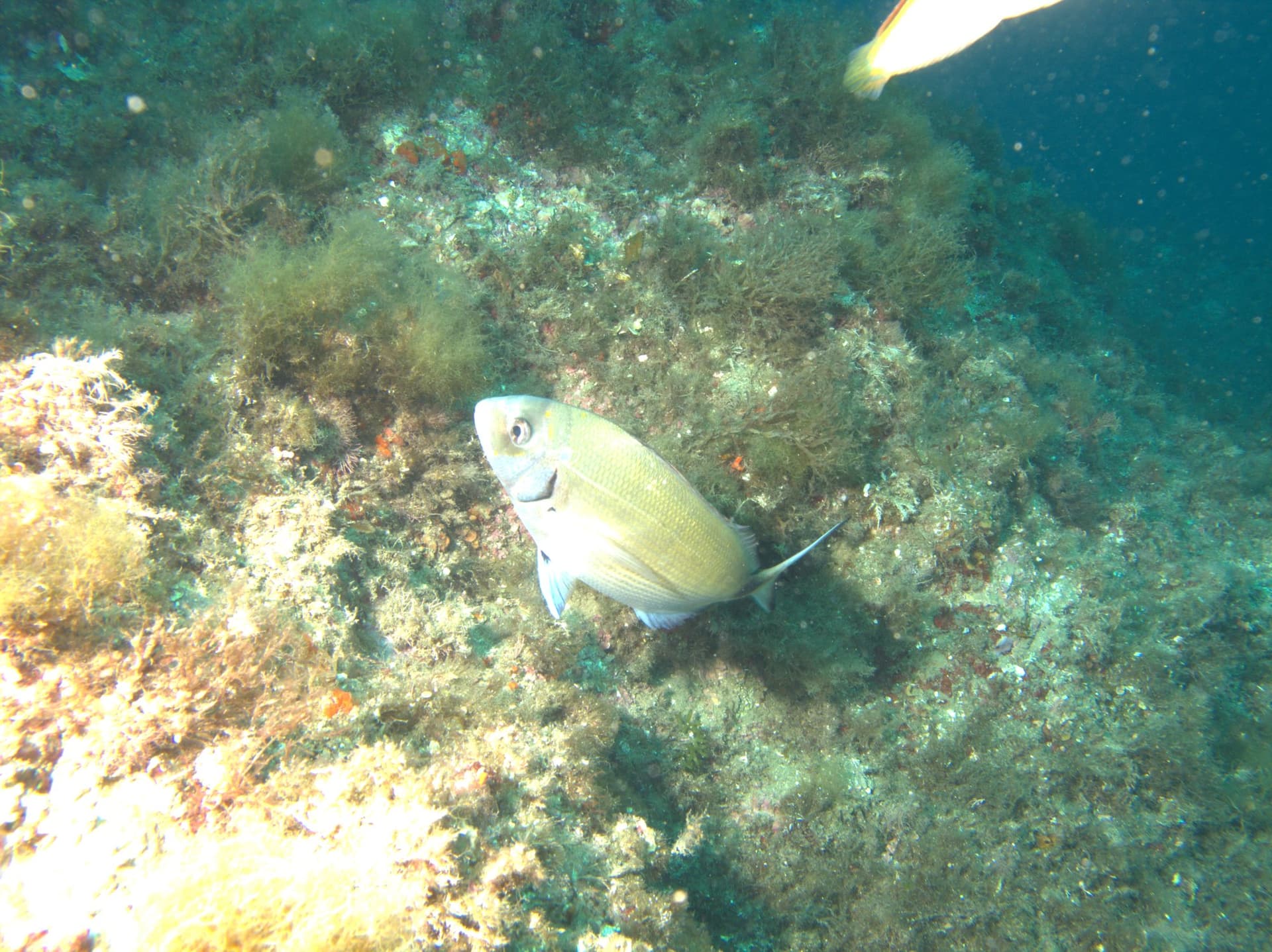 White seabream