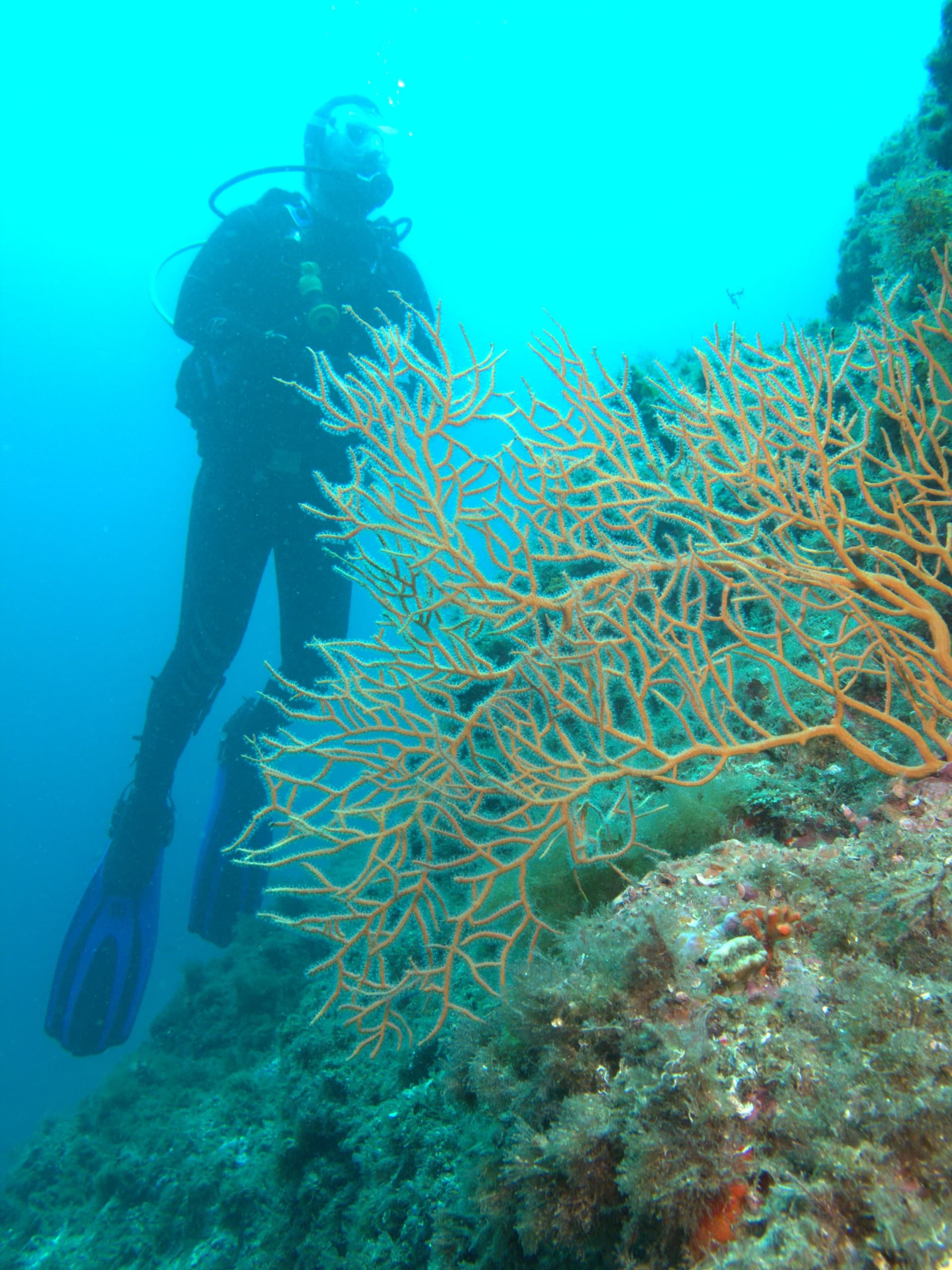 Orange gorgonian