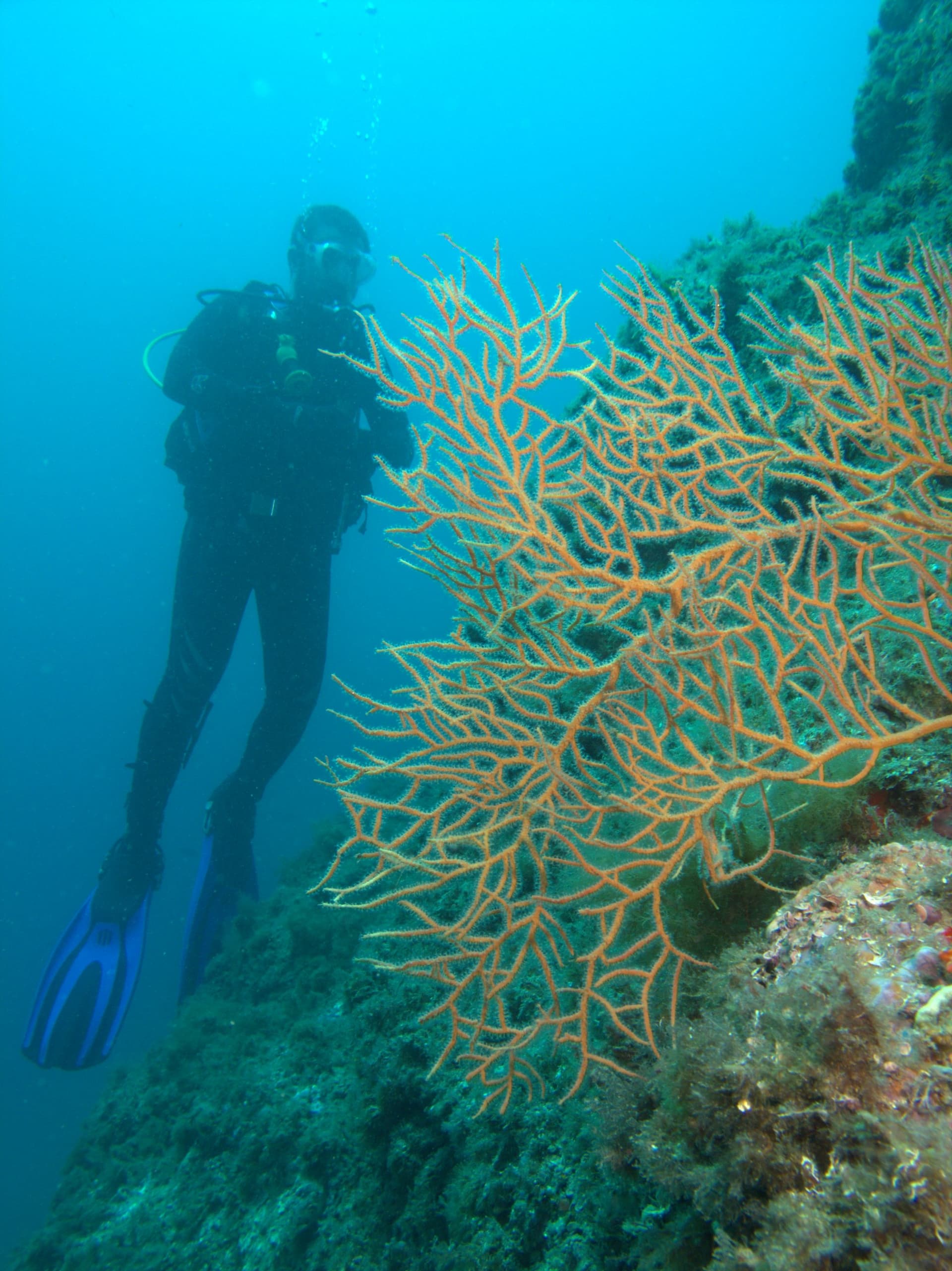 Orange gorgonian