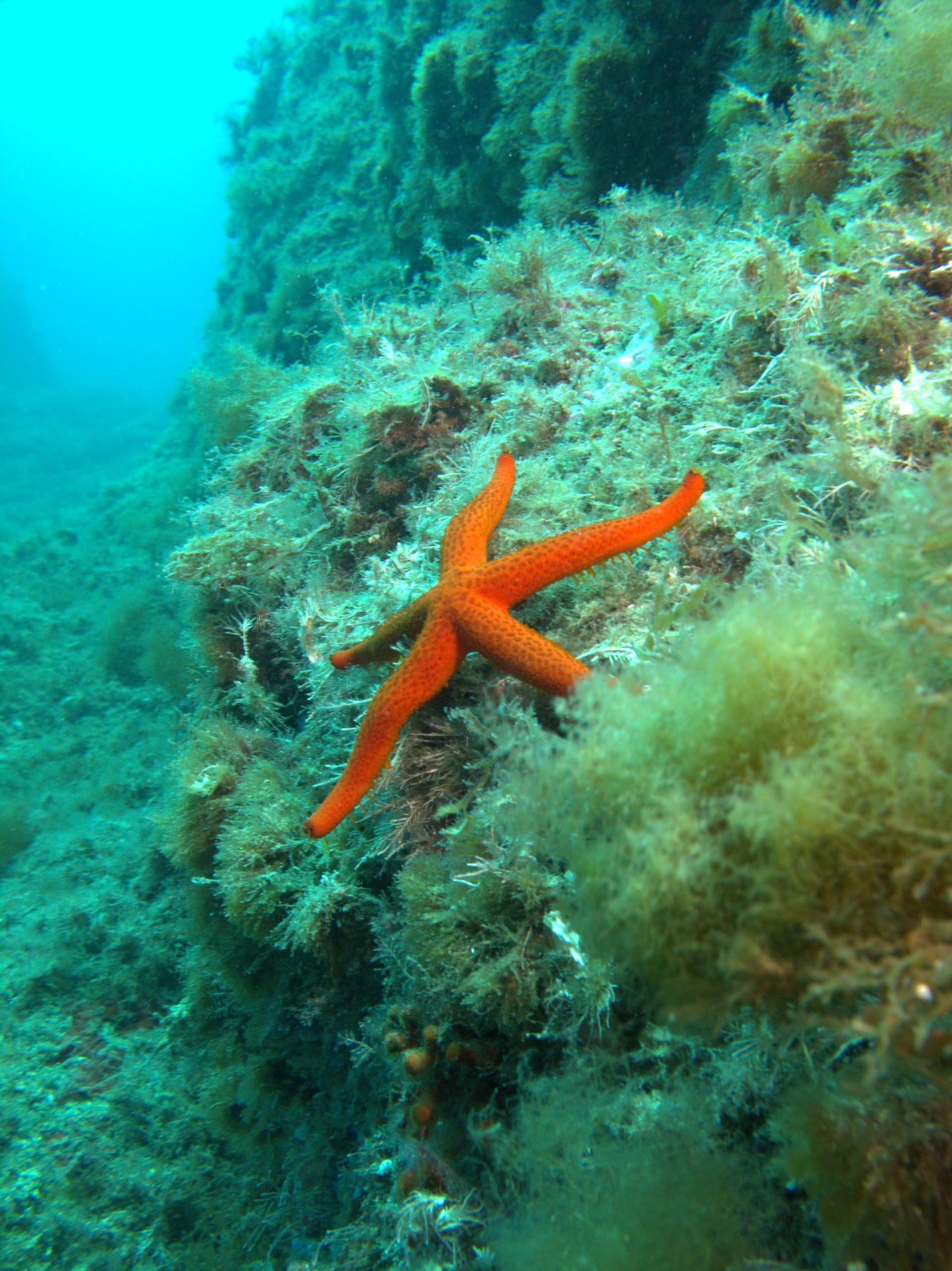 Red starfish