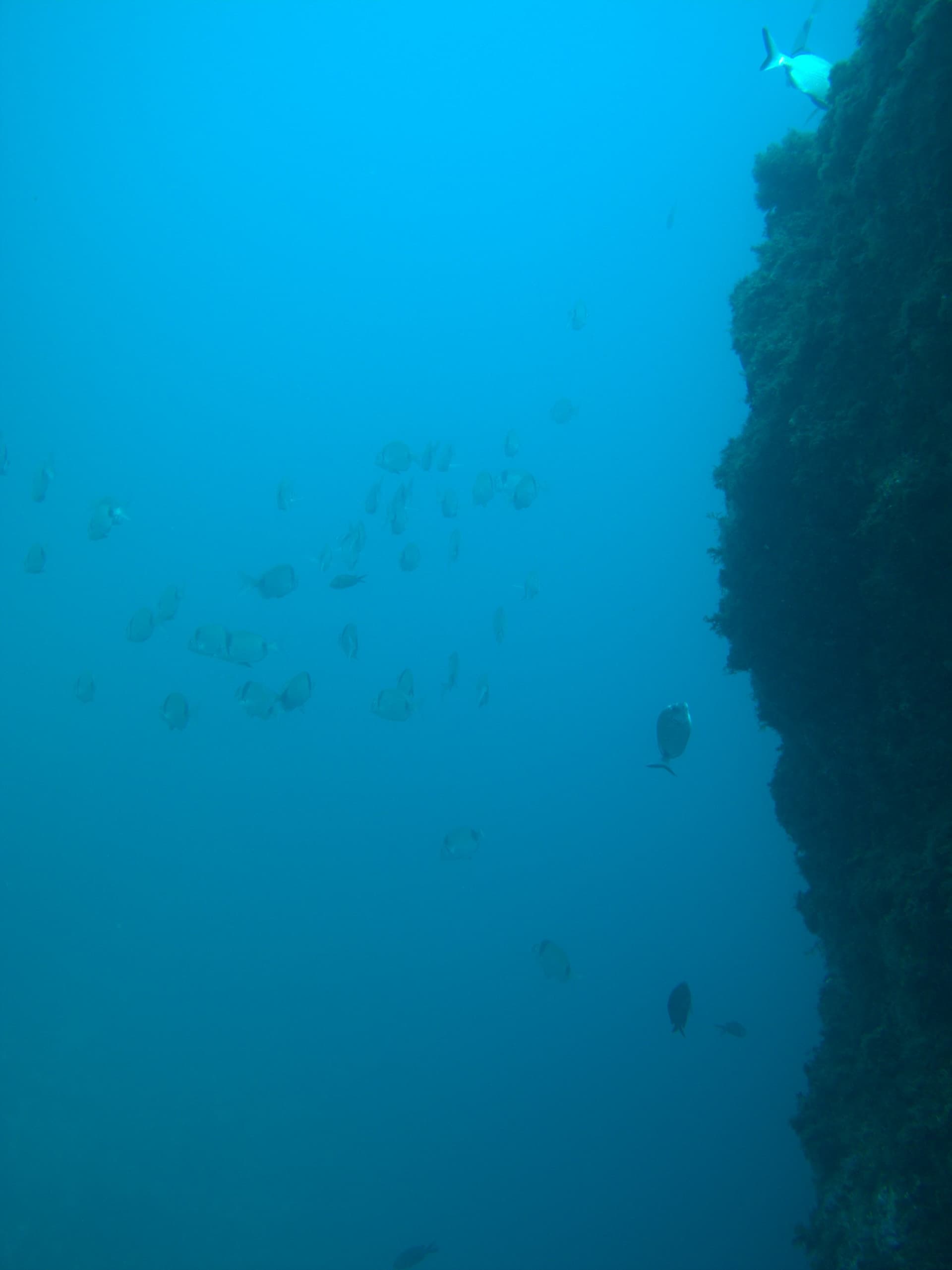 Two-banded bream