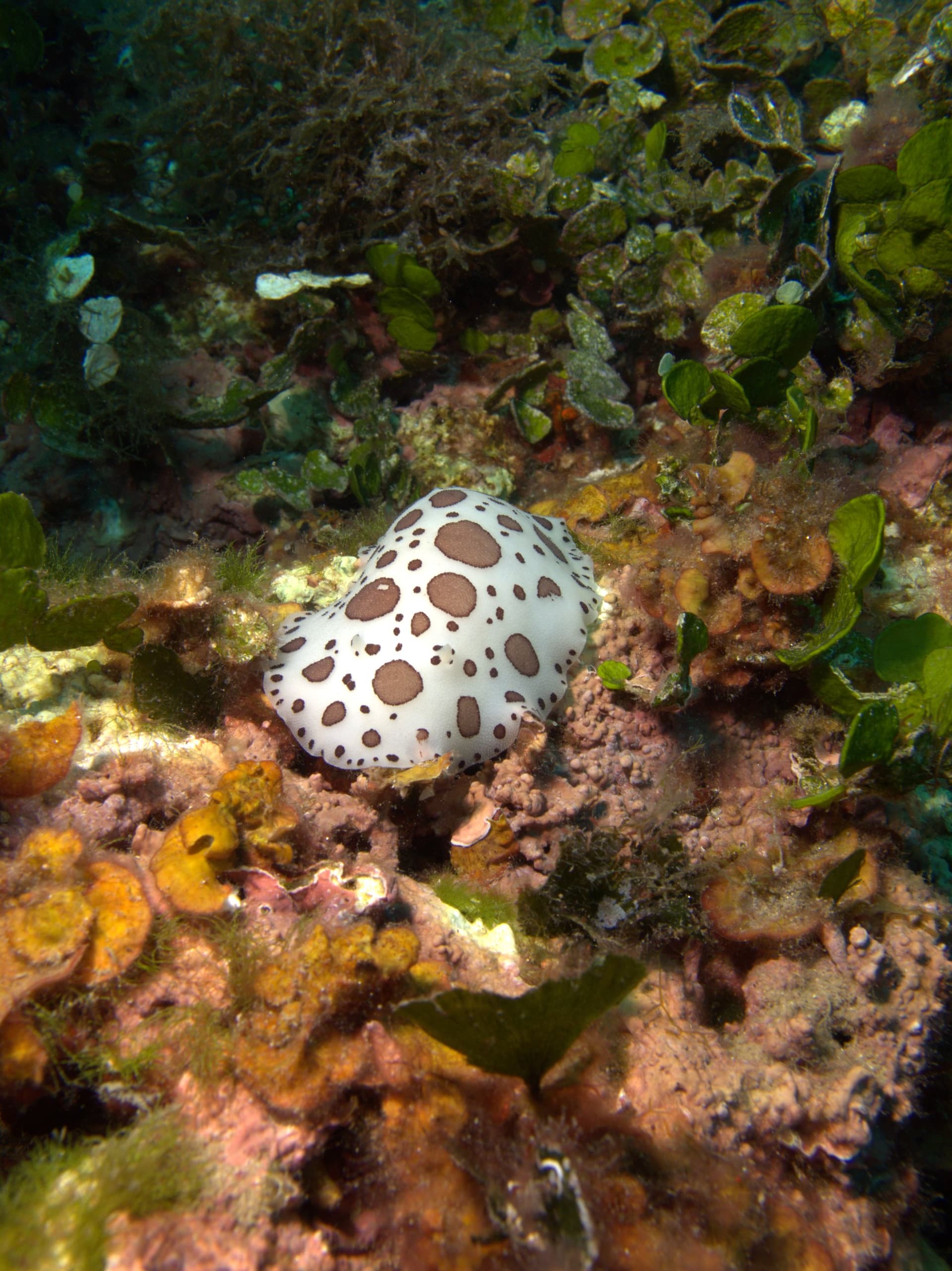 Spotted sea slug