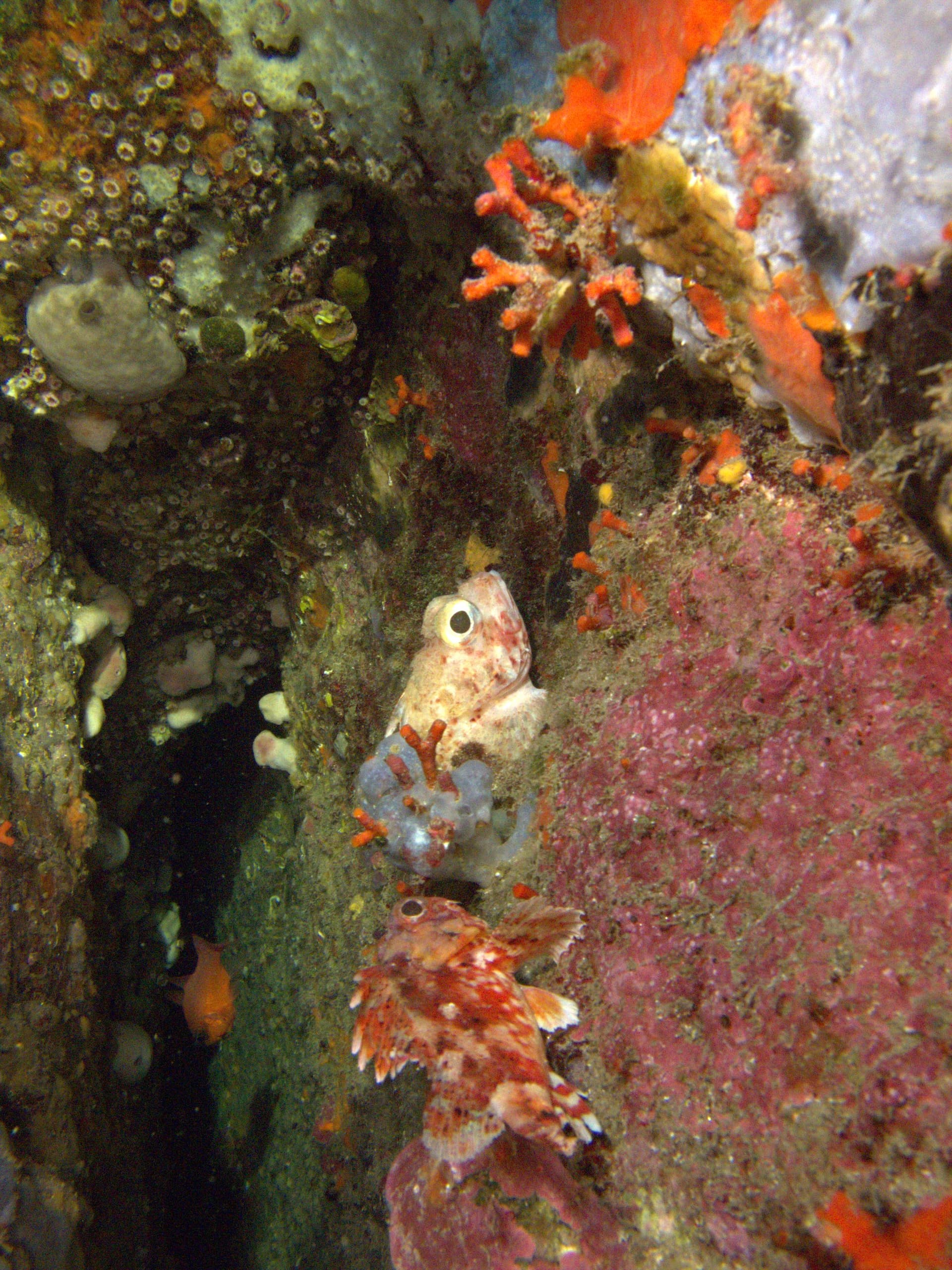 Scorpionfish