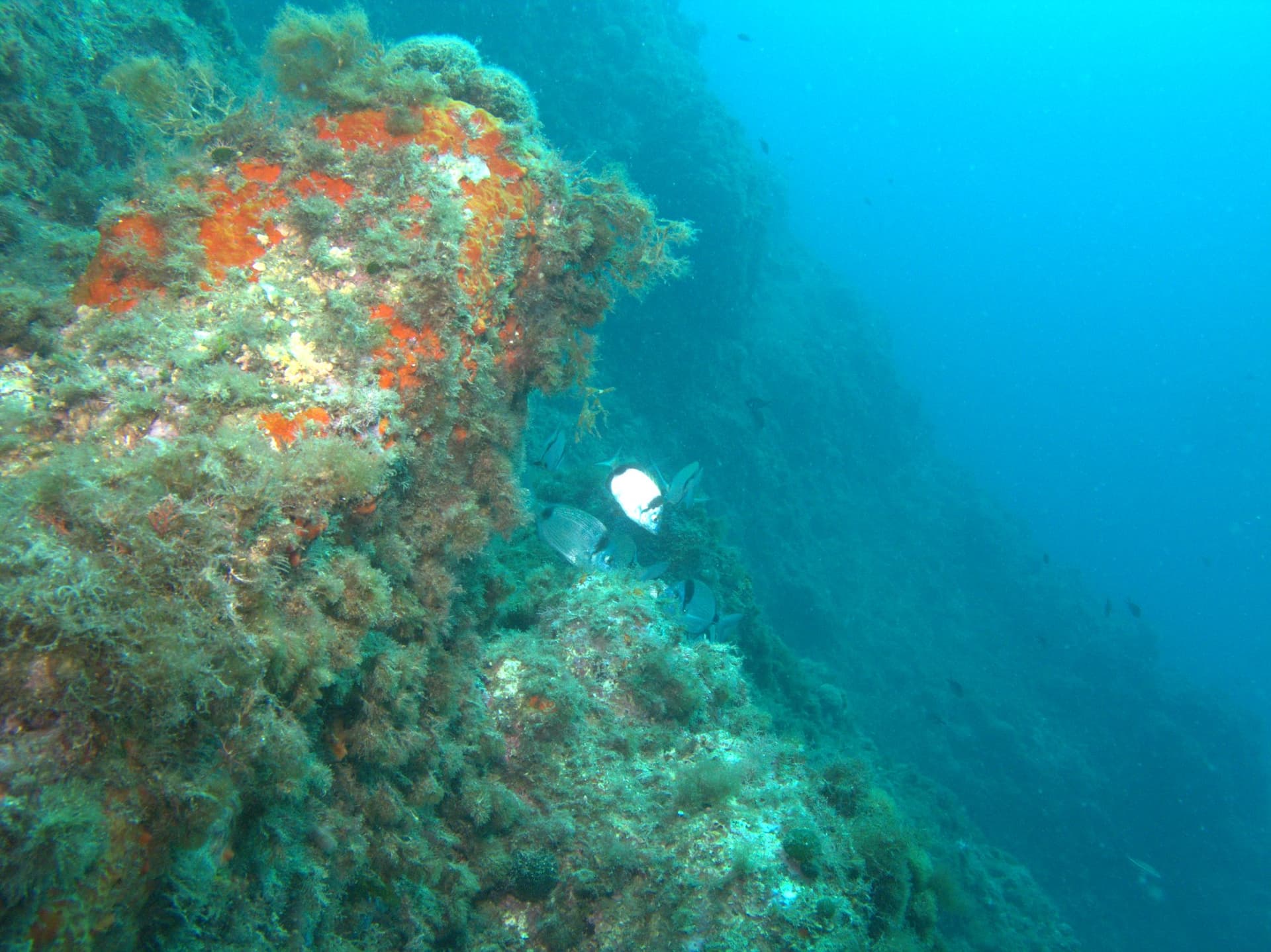 Two-banded bream
