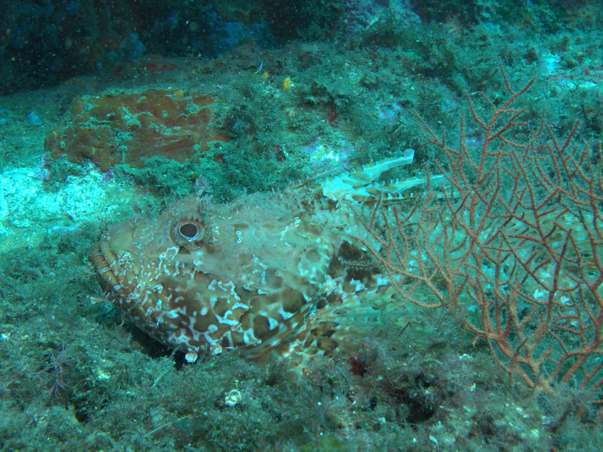 Scorpionfish