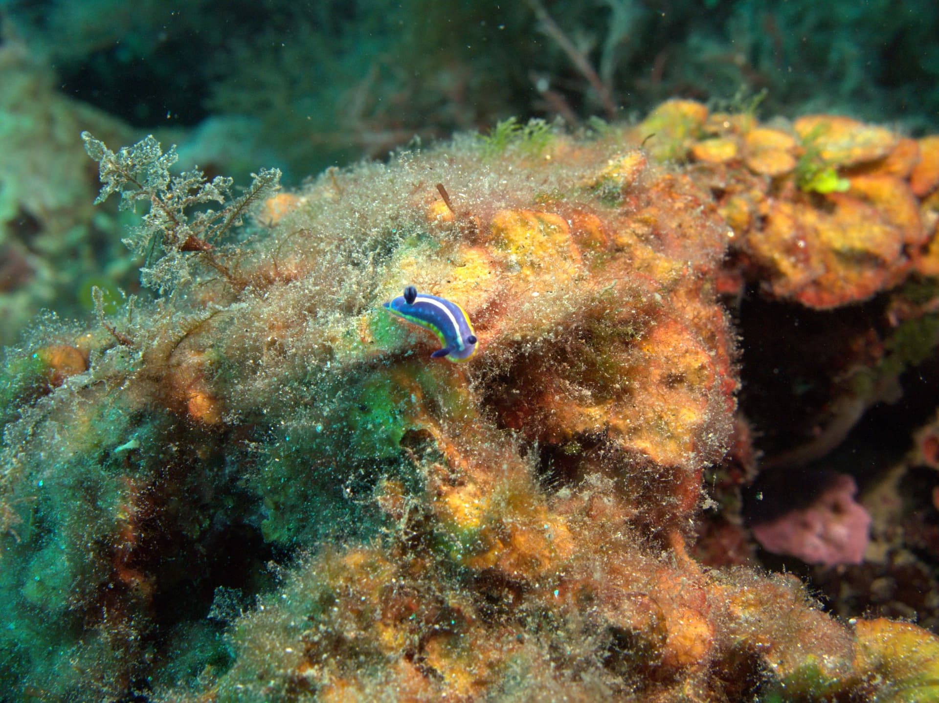 Fontandraui's chromodoris