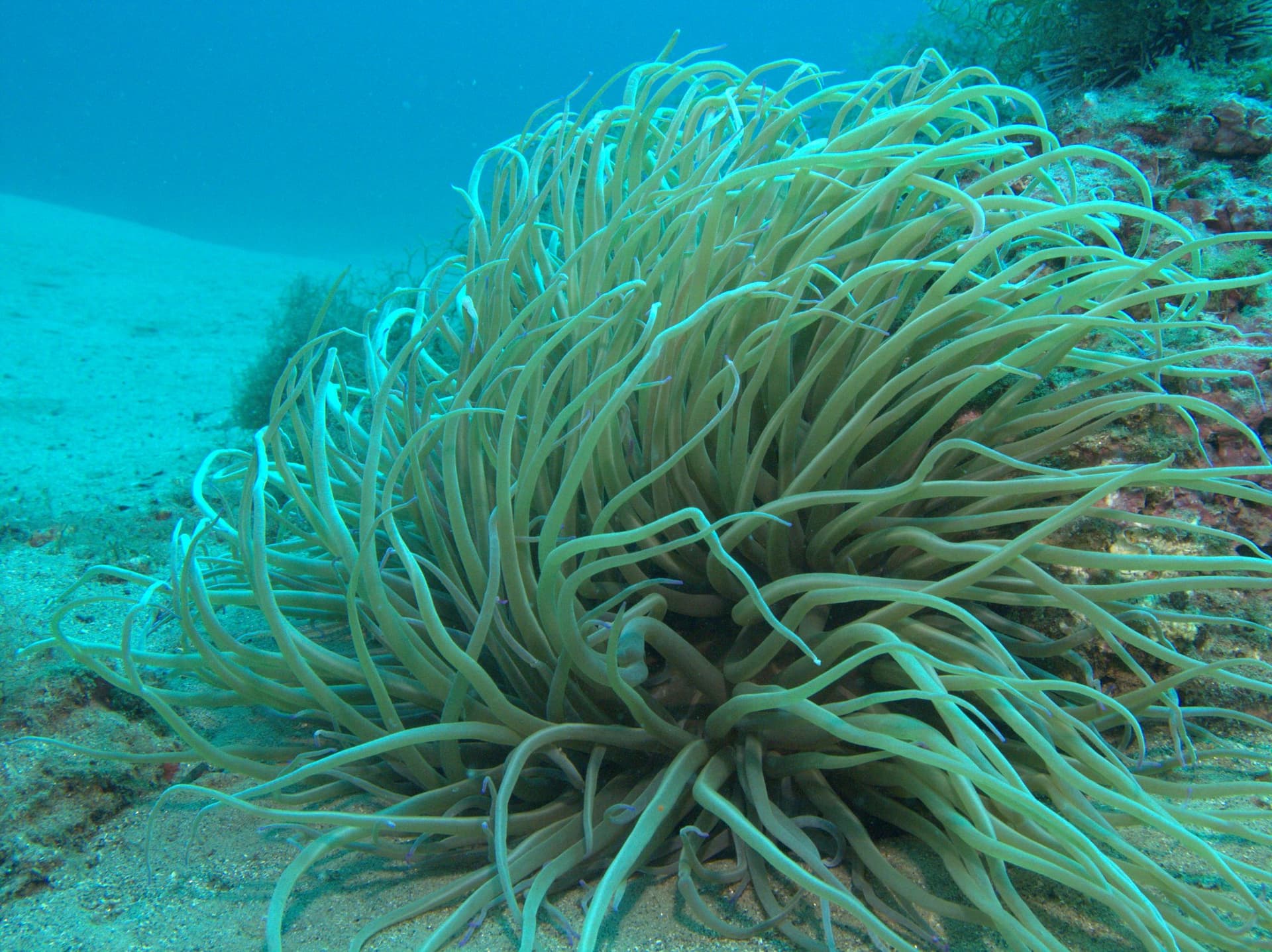 Snakelocks anemone