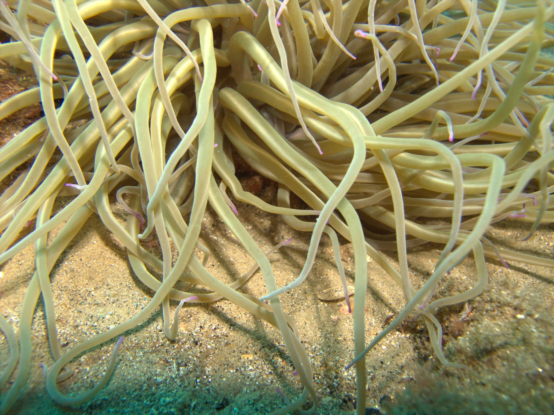 Snakelocks anemone