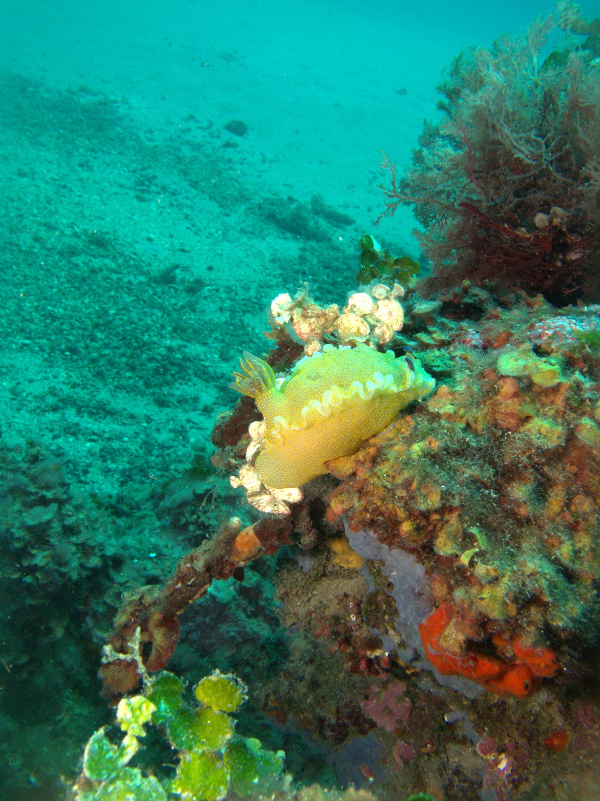 Violet sea slug