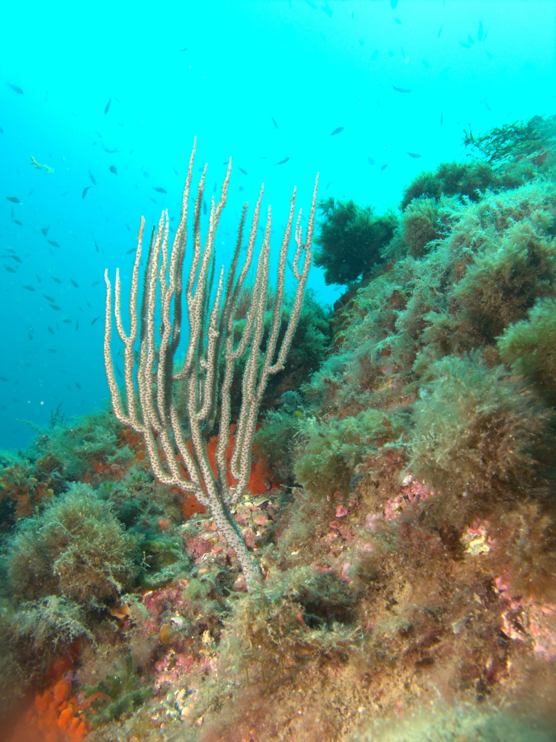 White gorgonian