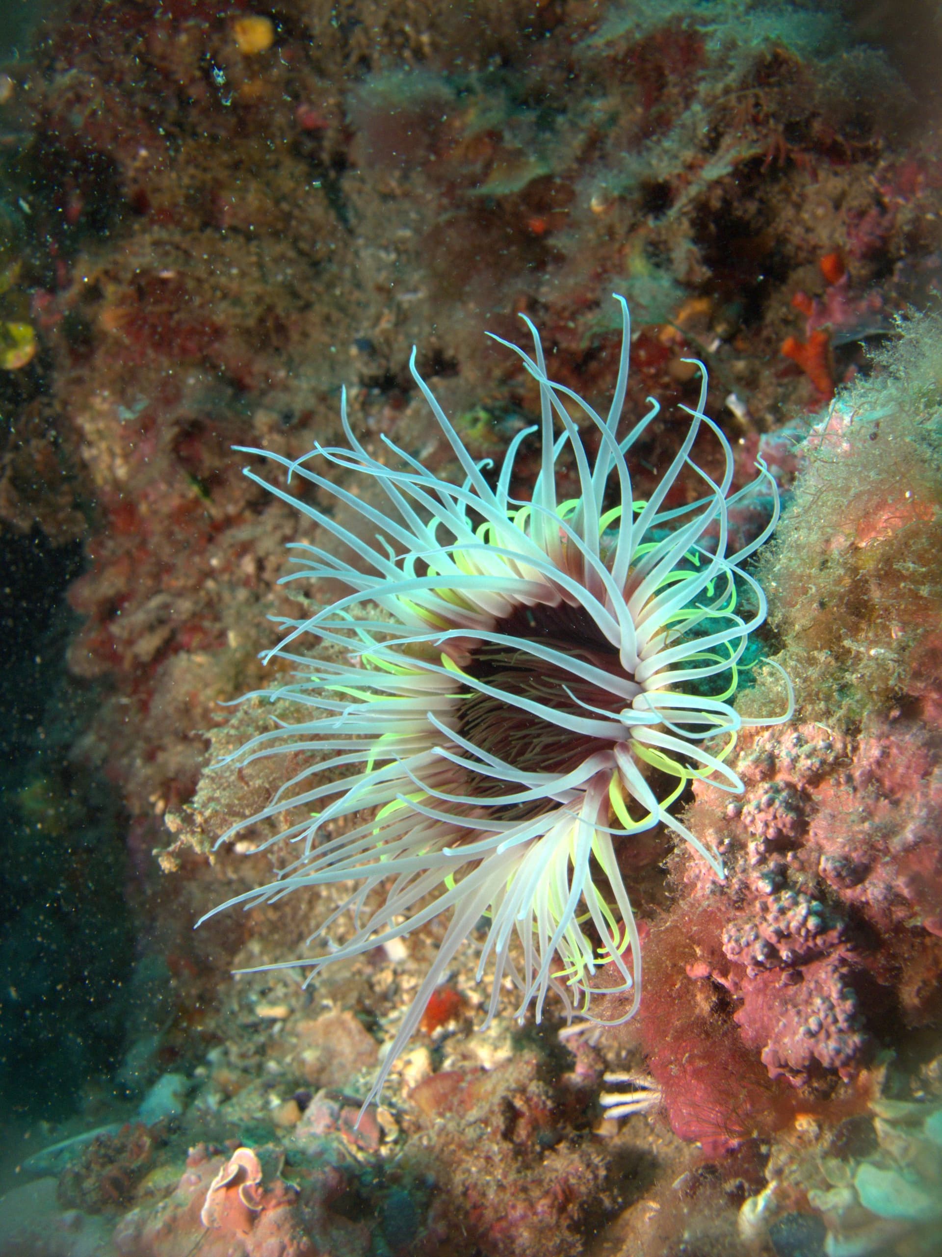Cylinder anemone