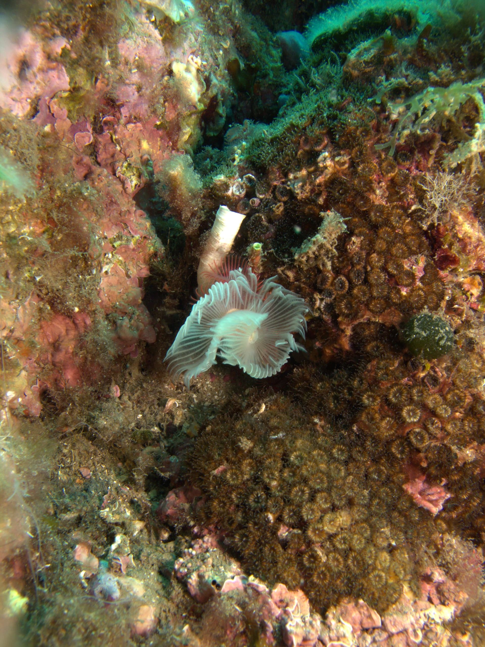 Mediterranean fanworm