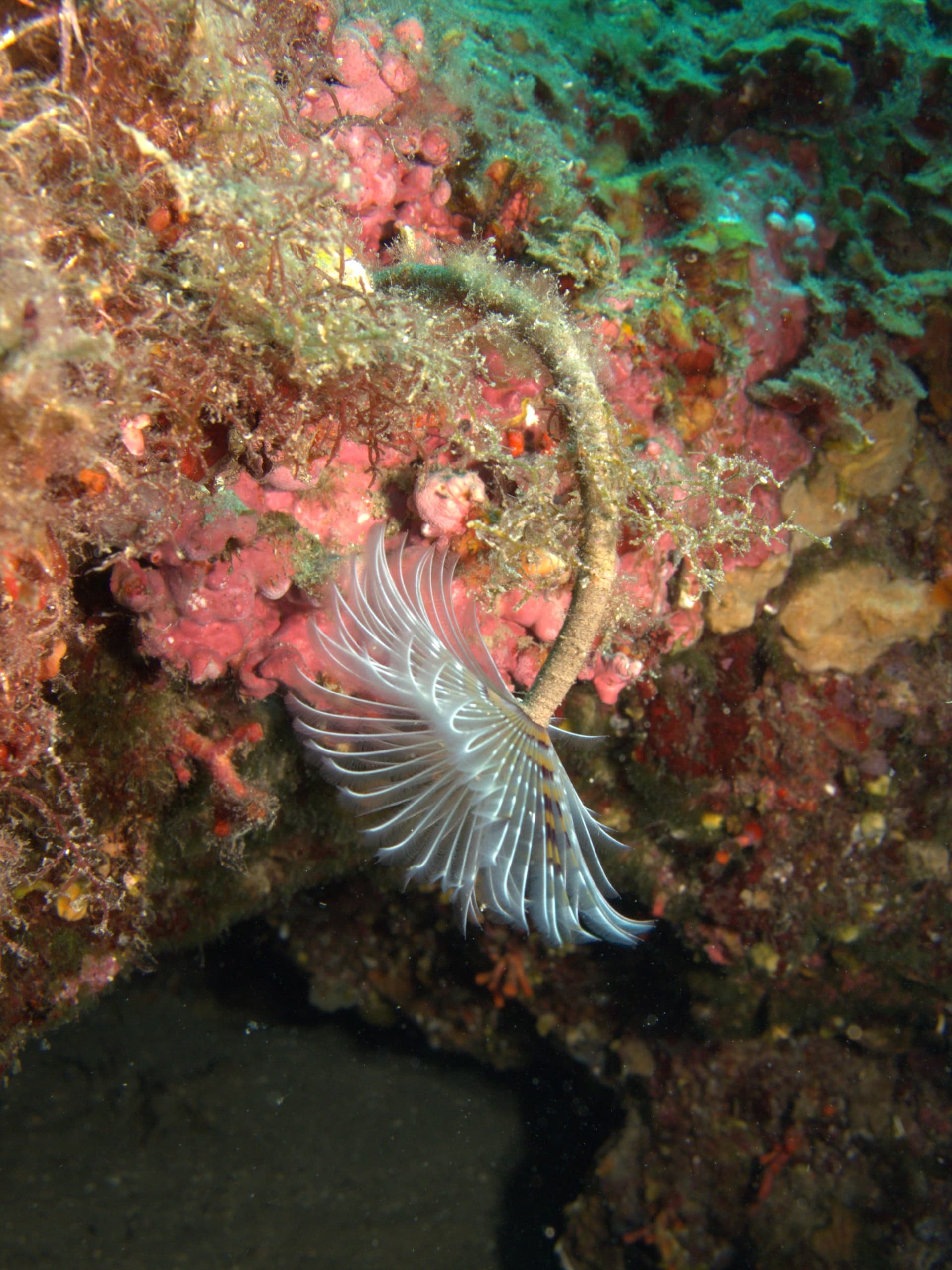 Mediterranean fanworm
