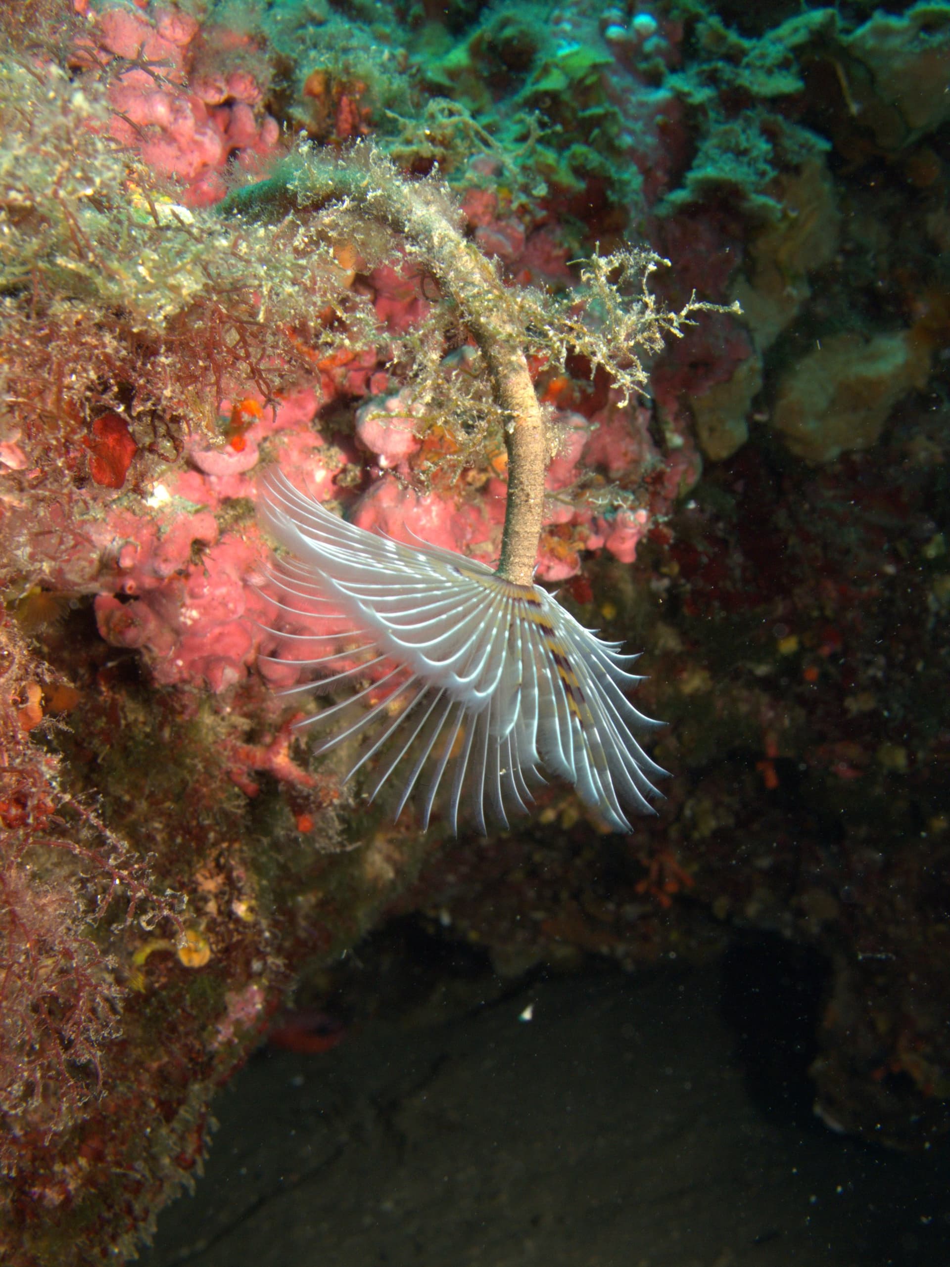 Mediterranean fanworm
