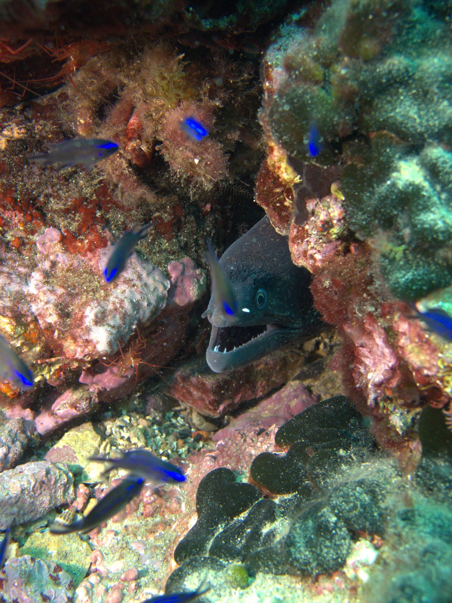 Mediterranean moray eel