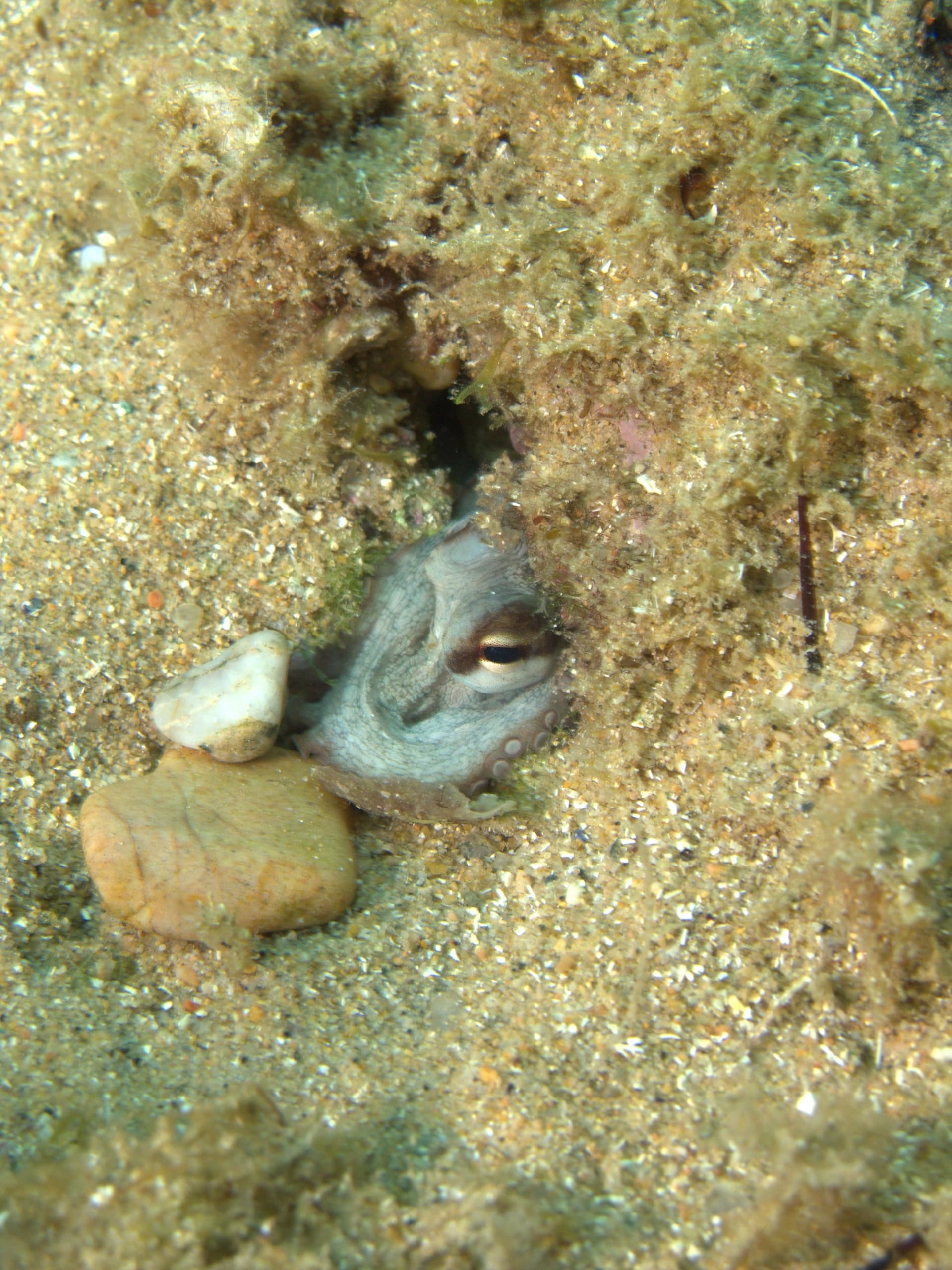 Common octopus