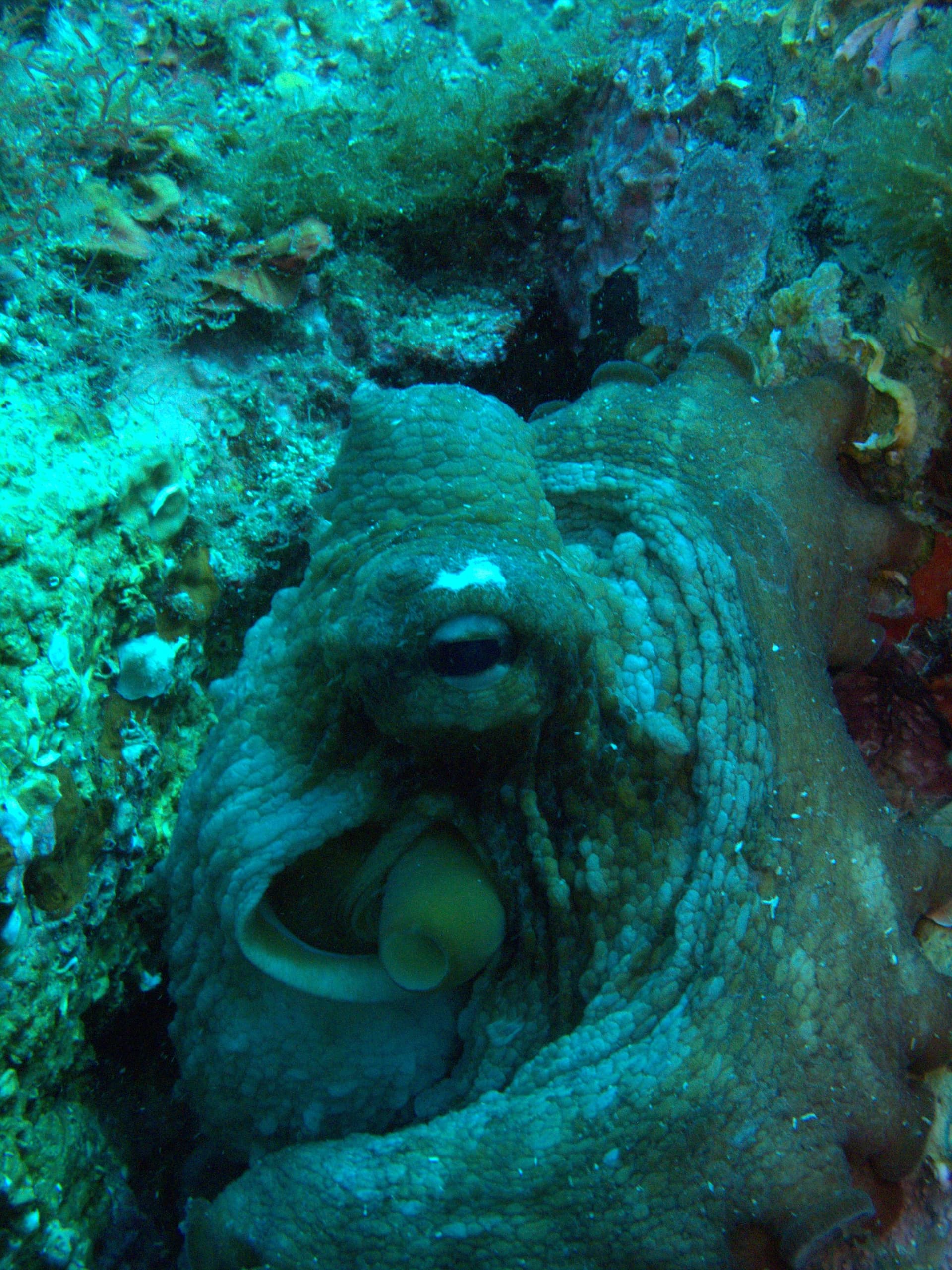 Common octopus