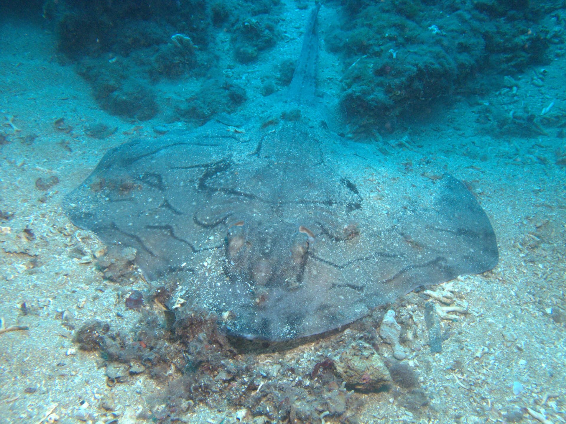 Undulate ray