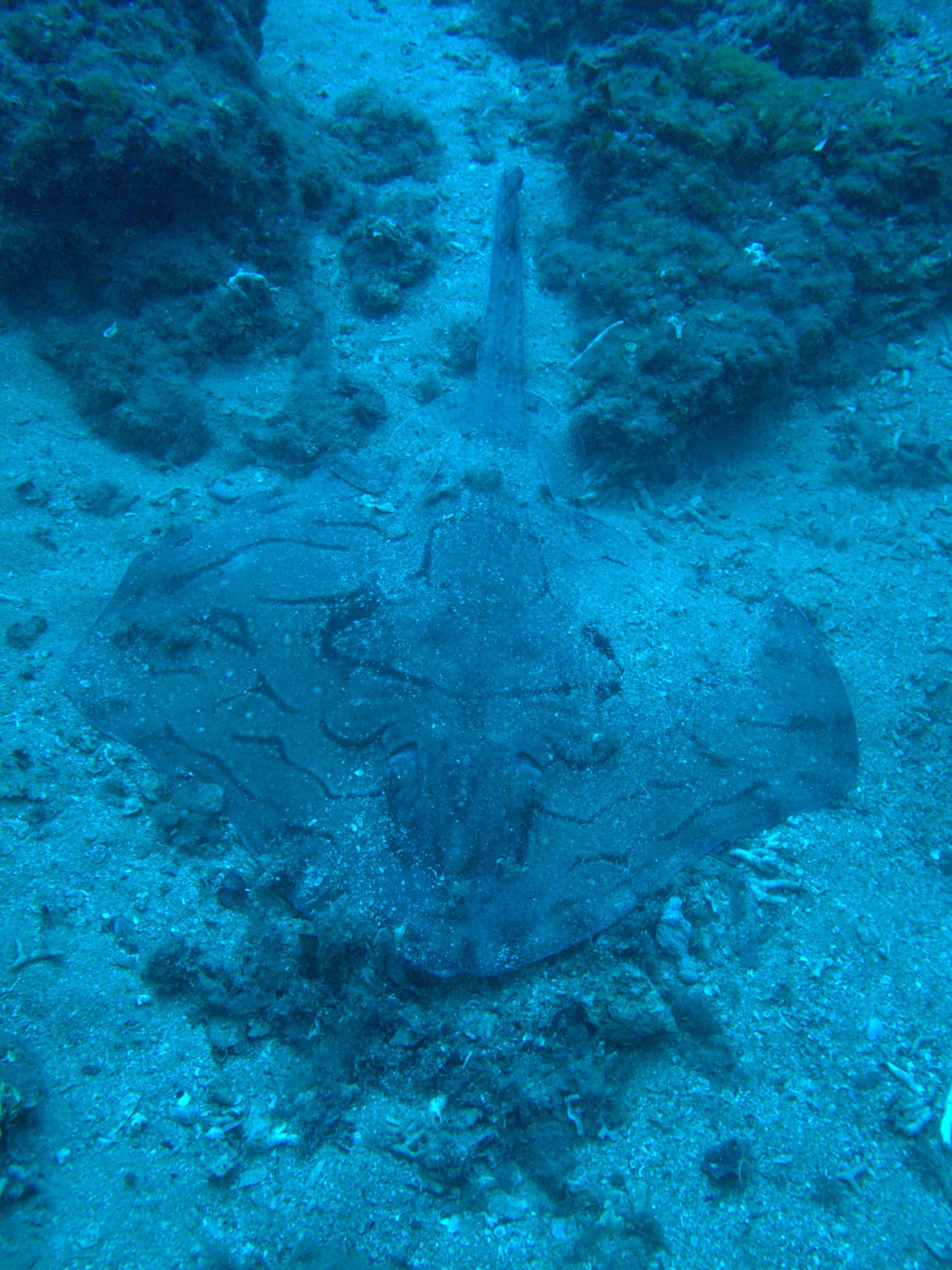Undulate ray