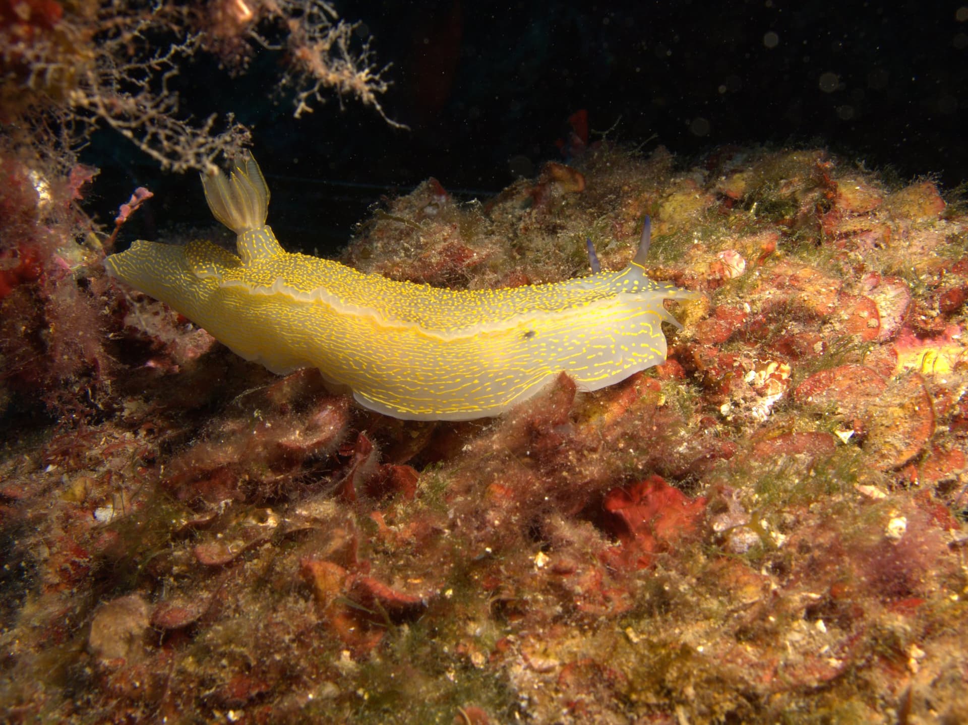 Violet sea slug