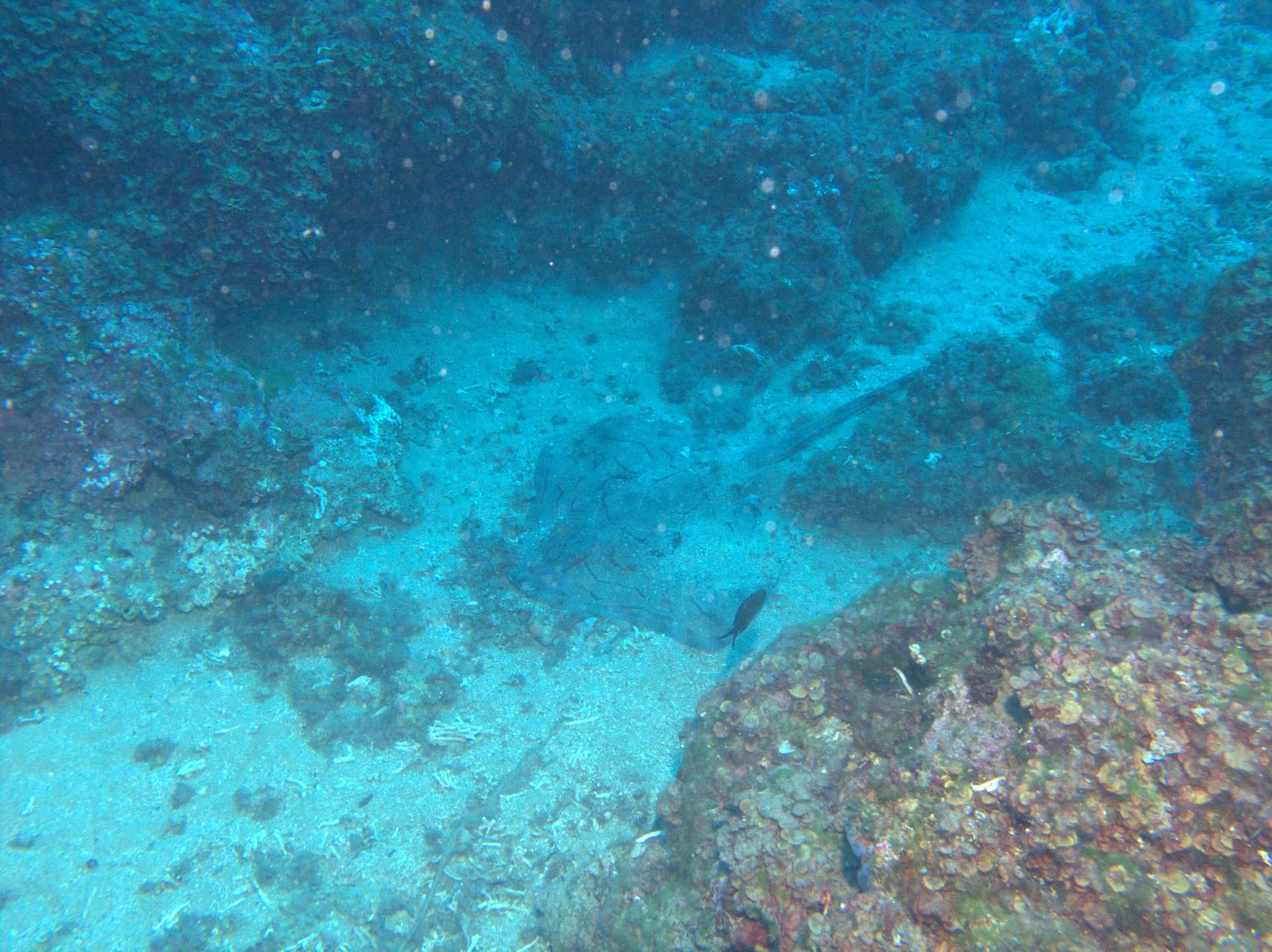 Undulate ray