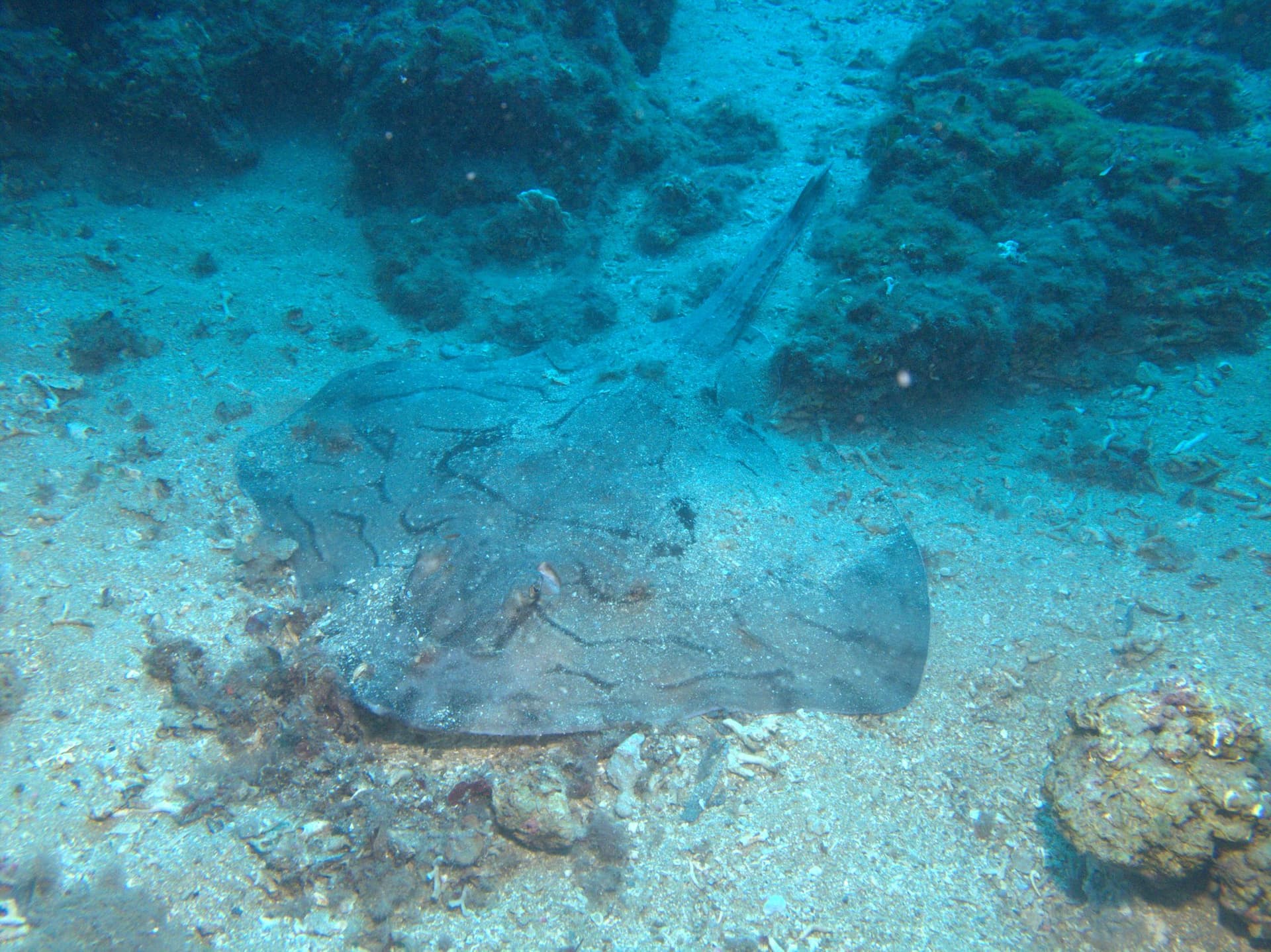 Undulate ray