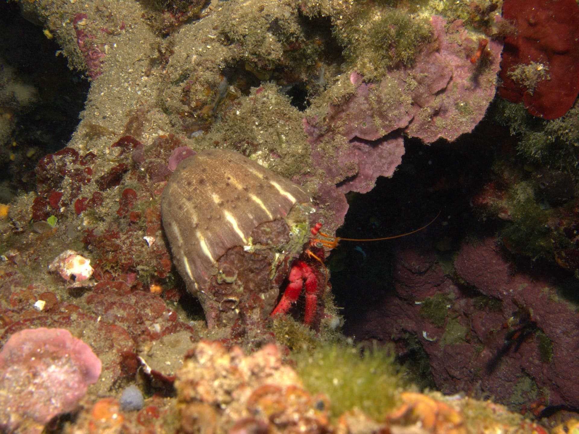 Hermit crab