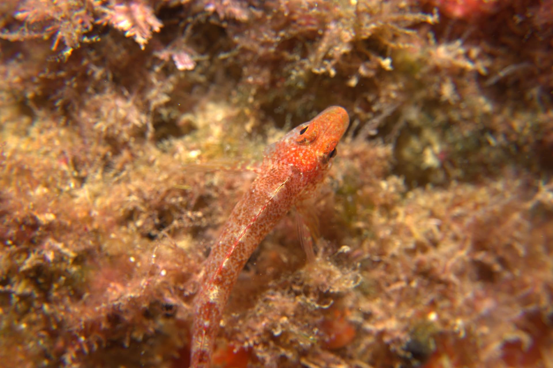 Delais' triplefin