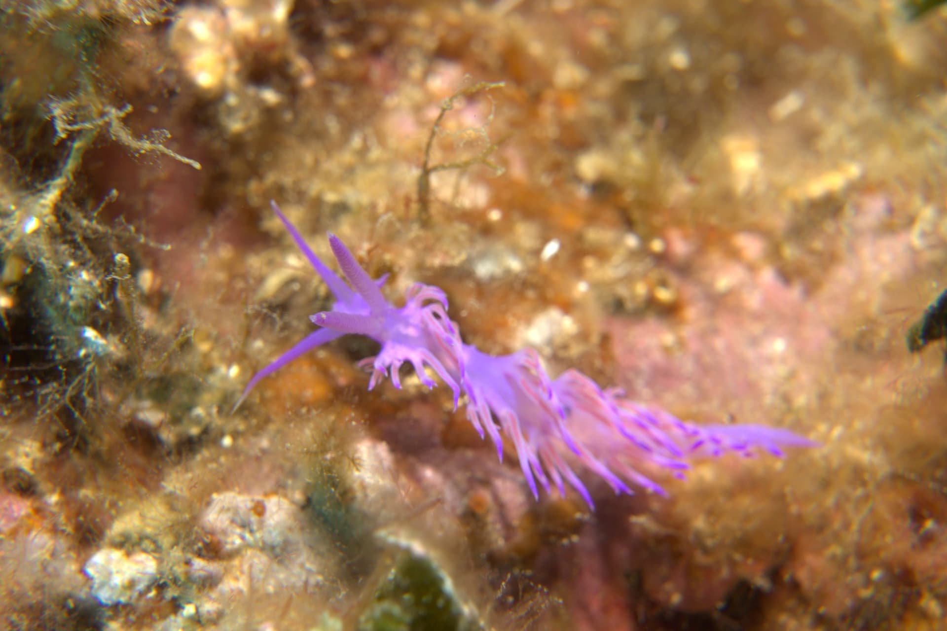 Violet flabellina