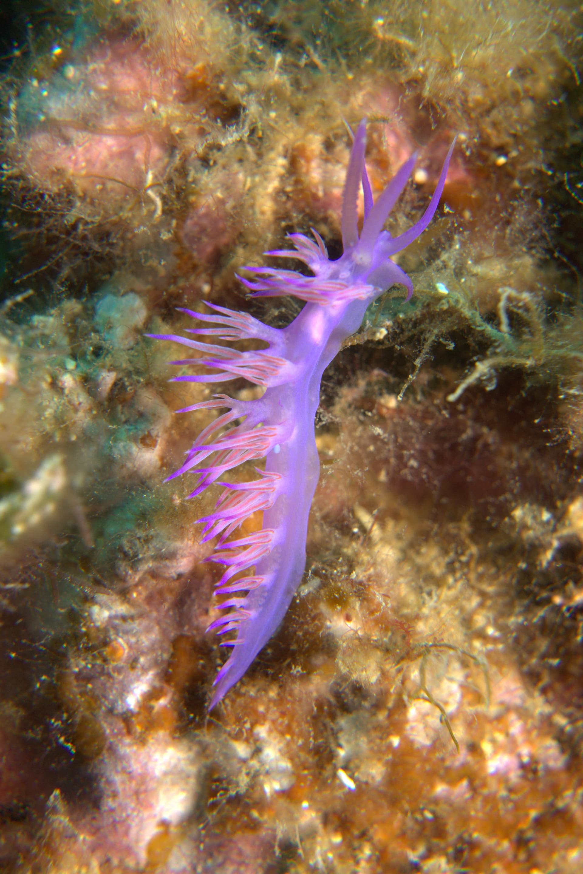 Violet flabellina