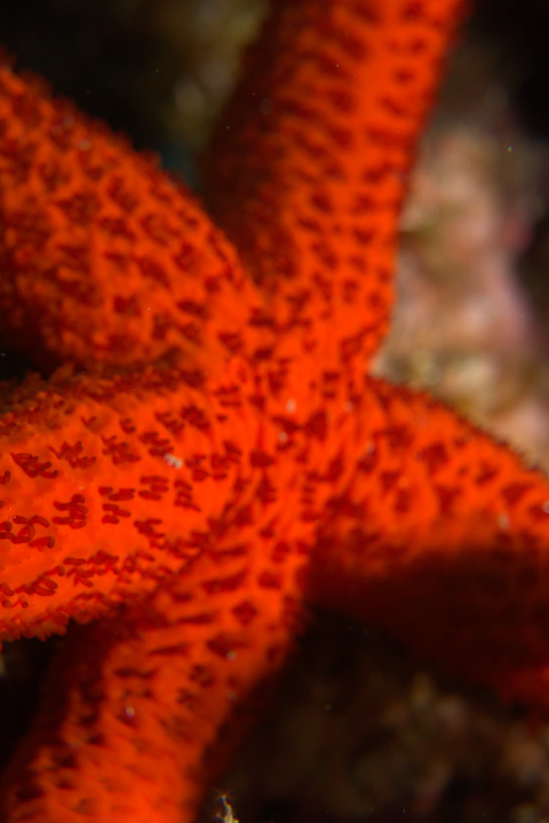 Red starfish